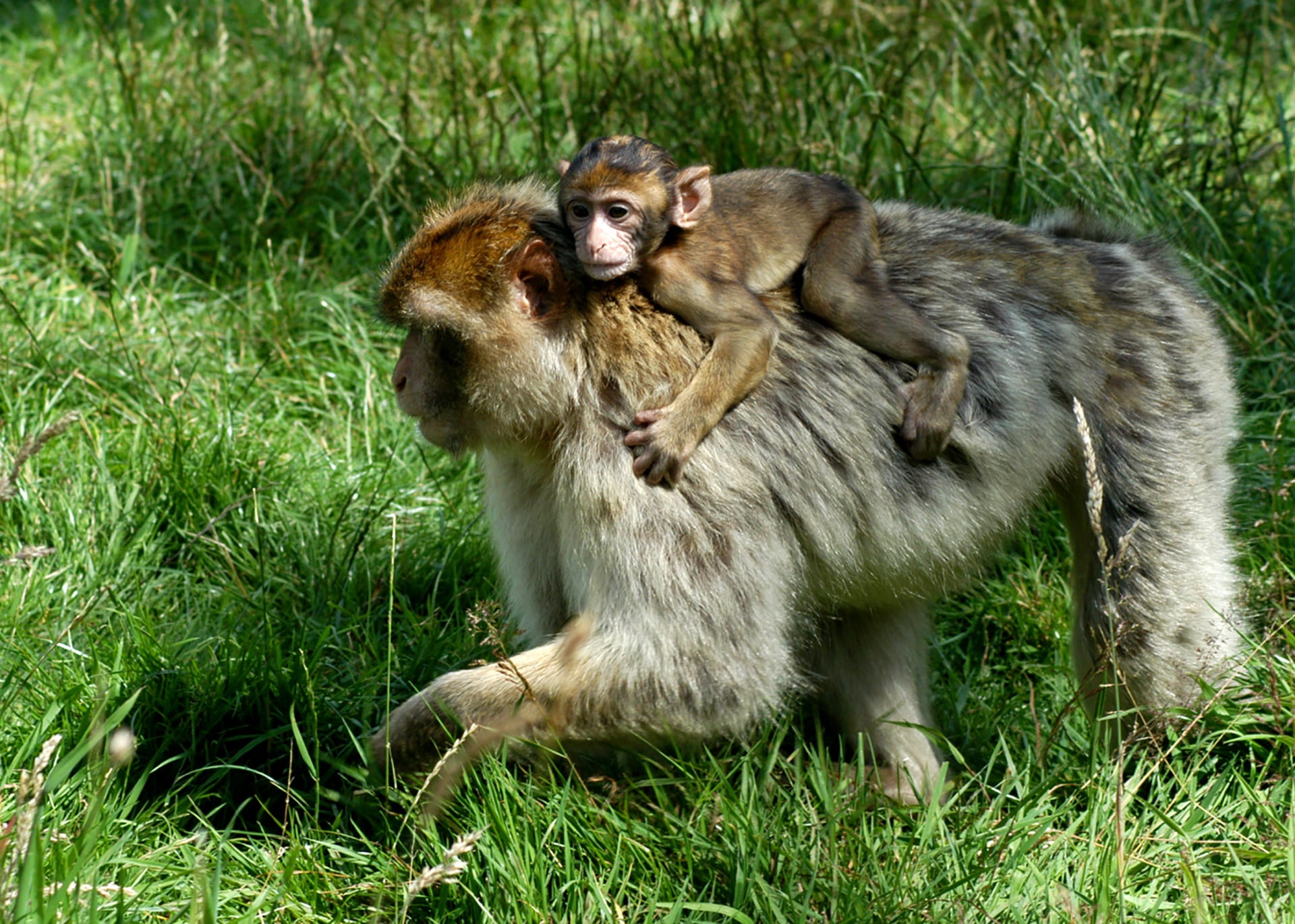 sitting, back, love, jungle, ride, 1080P, hairy, vertebrate, animal themes, nature, animals in the wild, fur, black, endangered, land, powerful, staffordshire, HD Wallpaper