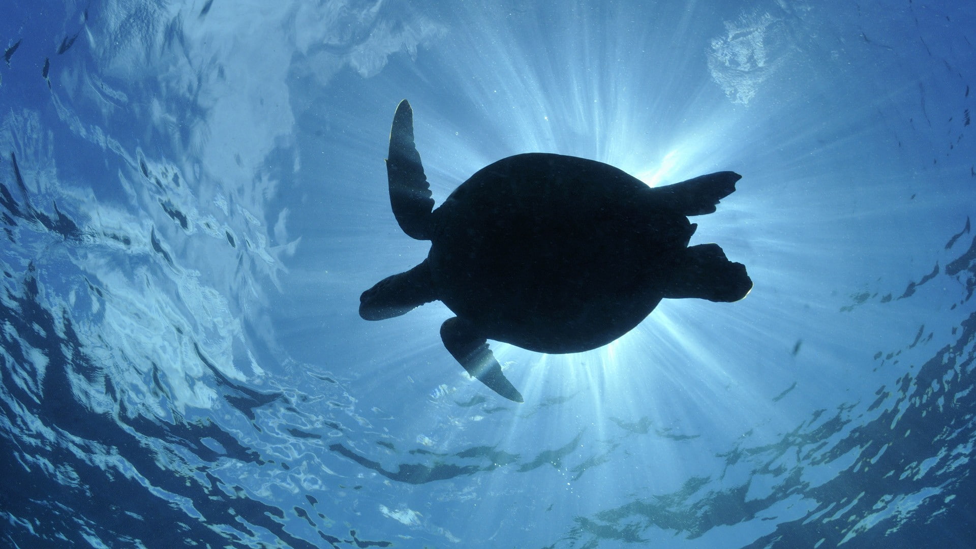 turtle, 1080P, water, wildlife, sea, HD Wallpaper