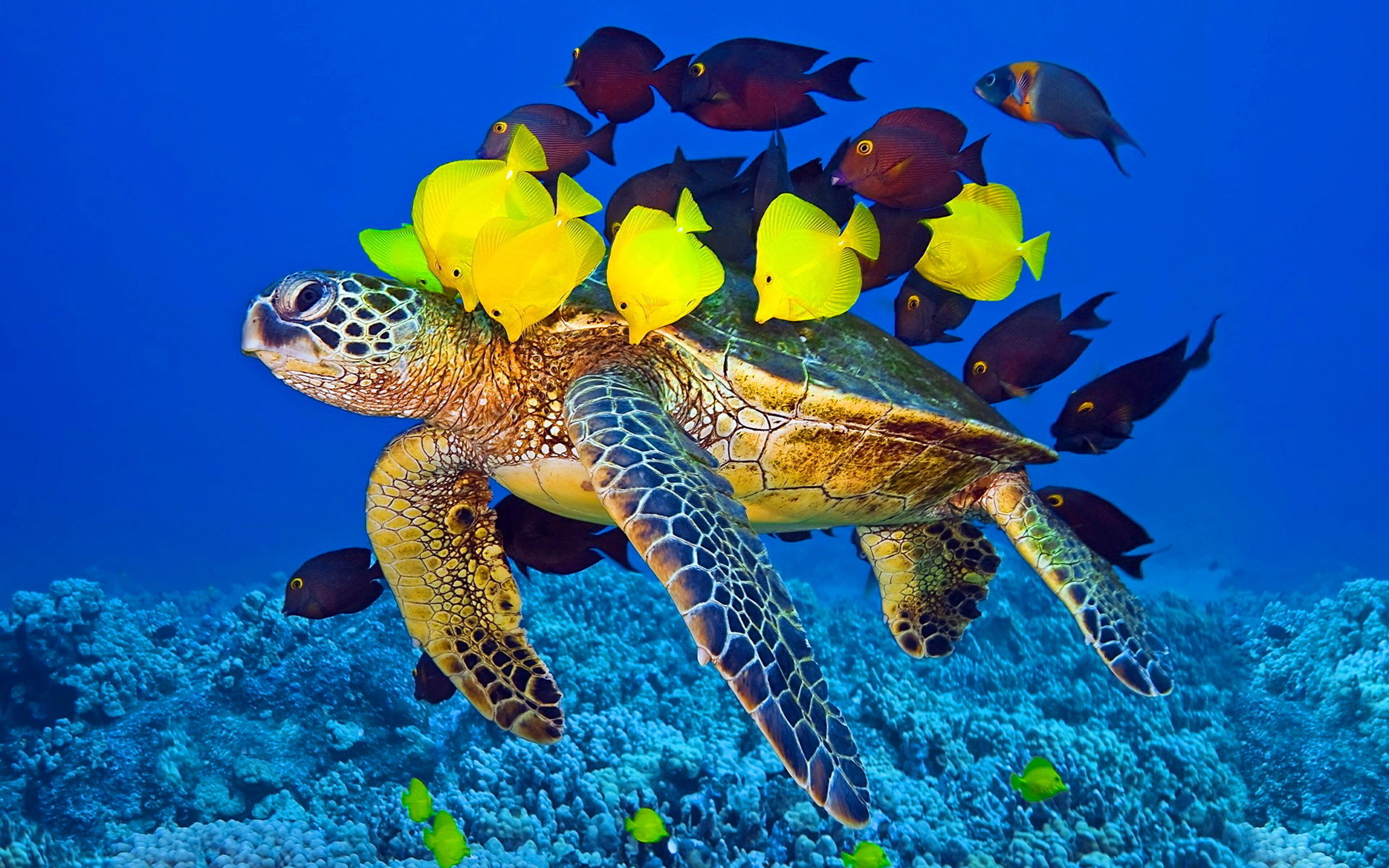 laptop, underwater, one animal, phone, marine, 4K, fish, turtle, nature, animals in the wild, mobile, hd, animal themes, animal, water, undersea, HD Wallpaper