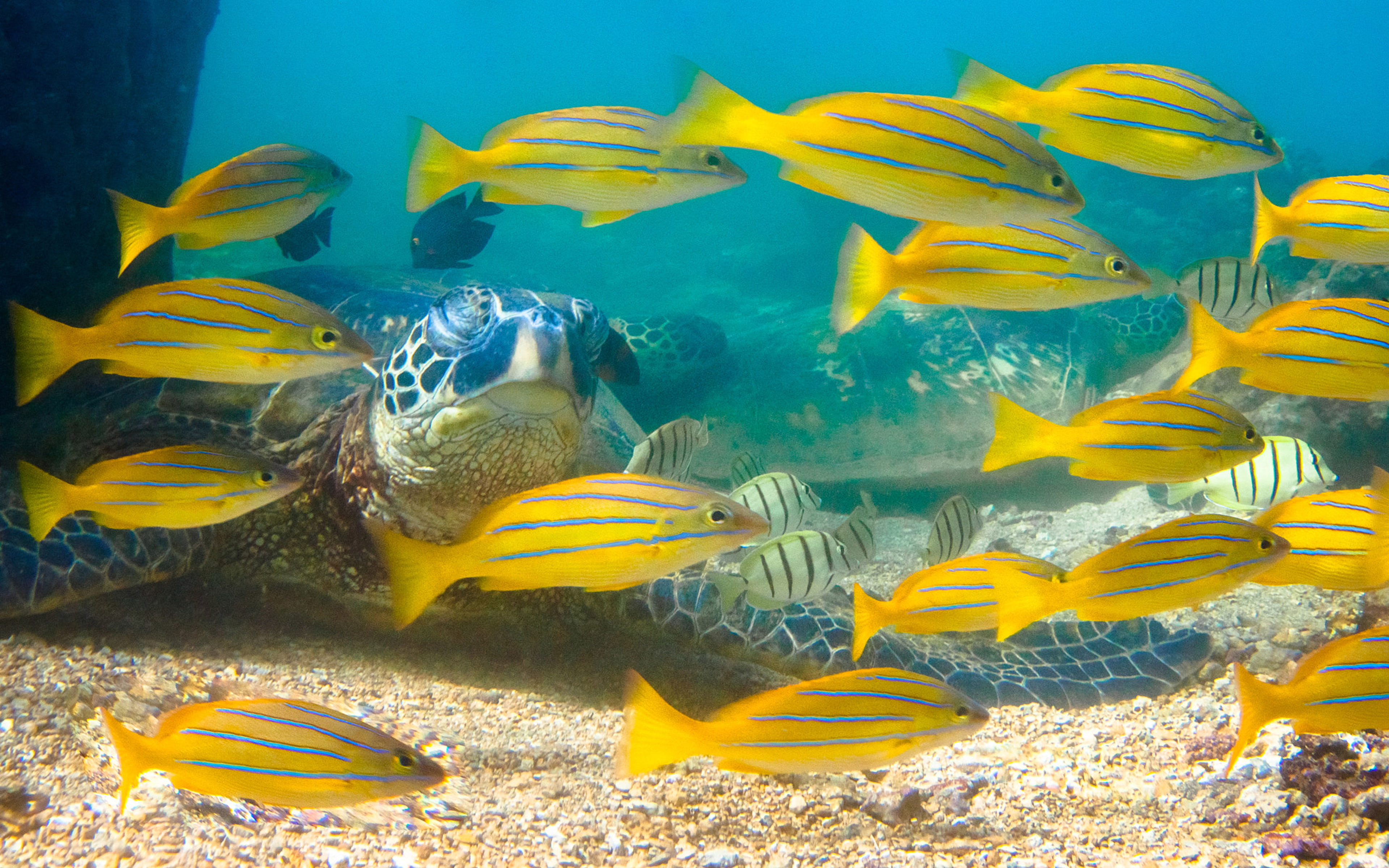 green, underwater, water, tablet, yellow, swimming, mobile, marine, school of fish, invertebrate, vertebrate, animals in the wild, snapper, animal themes, HD Wallpaper