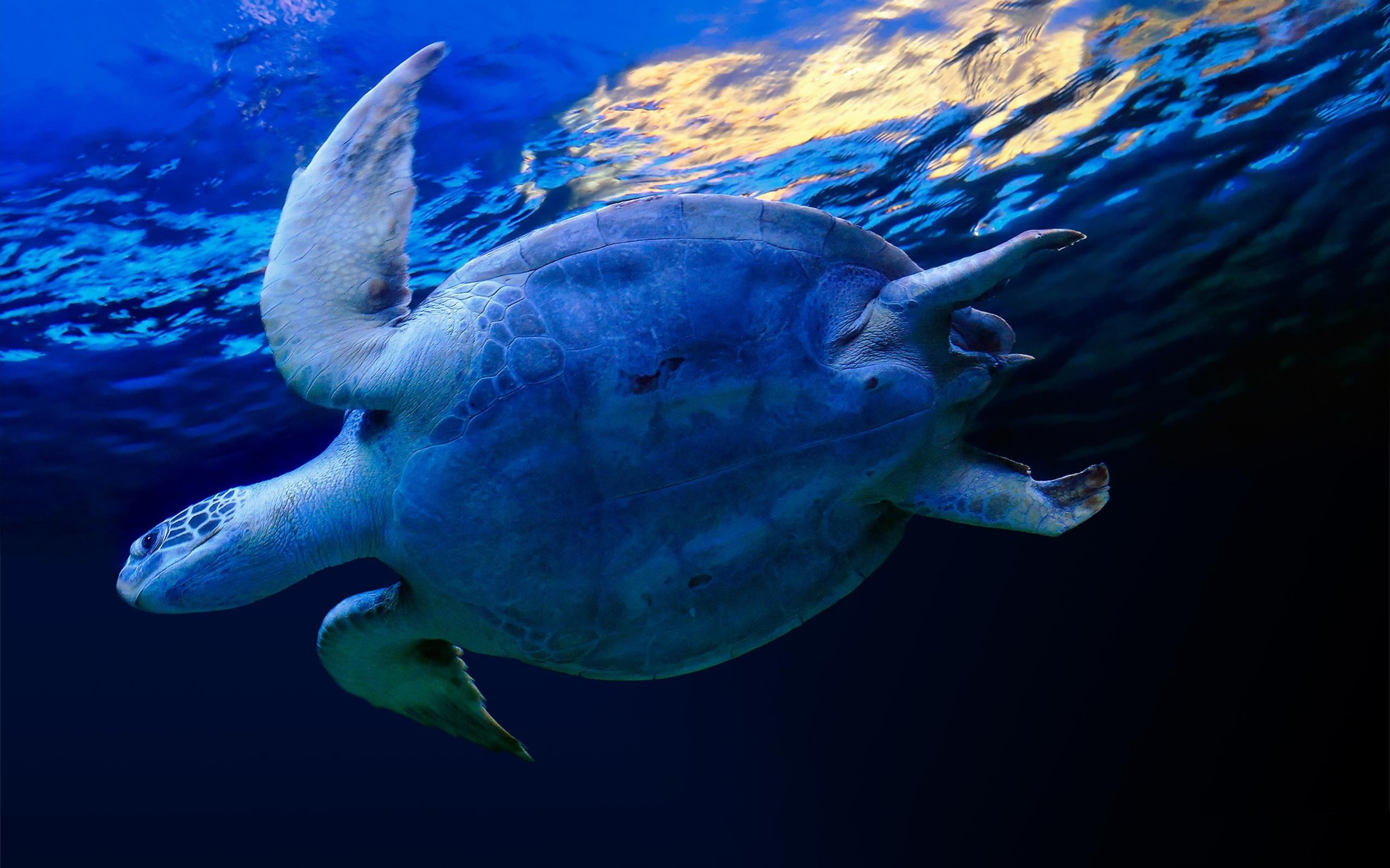 animal wildlife, animal, sea, animals, undersea, fish, nature, one animal, sea life, swimming, 2K, close-up, water, animals in the wild, animal themes, HD Wallpaper