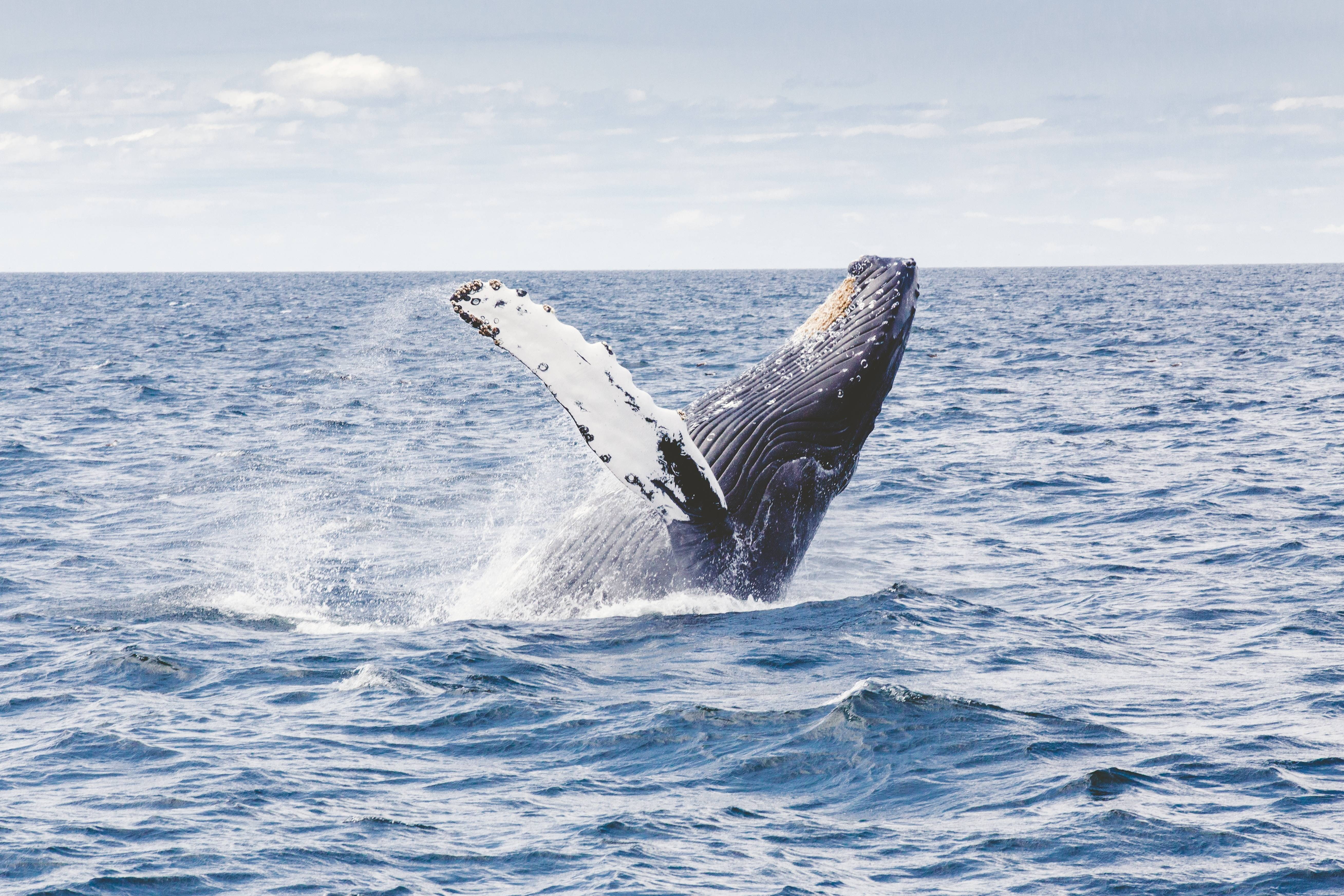 mammal, 5K, marine, whale, humpback, animal, sea, HD Wallpaper