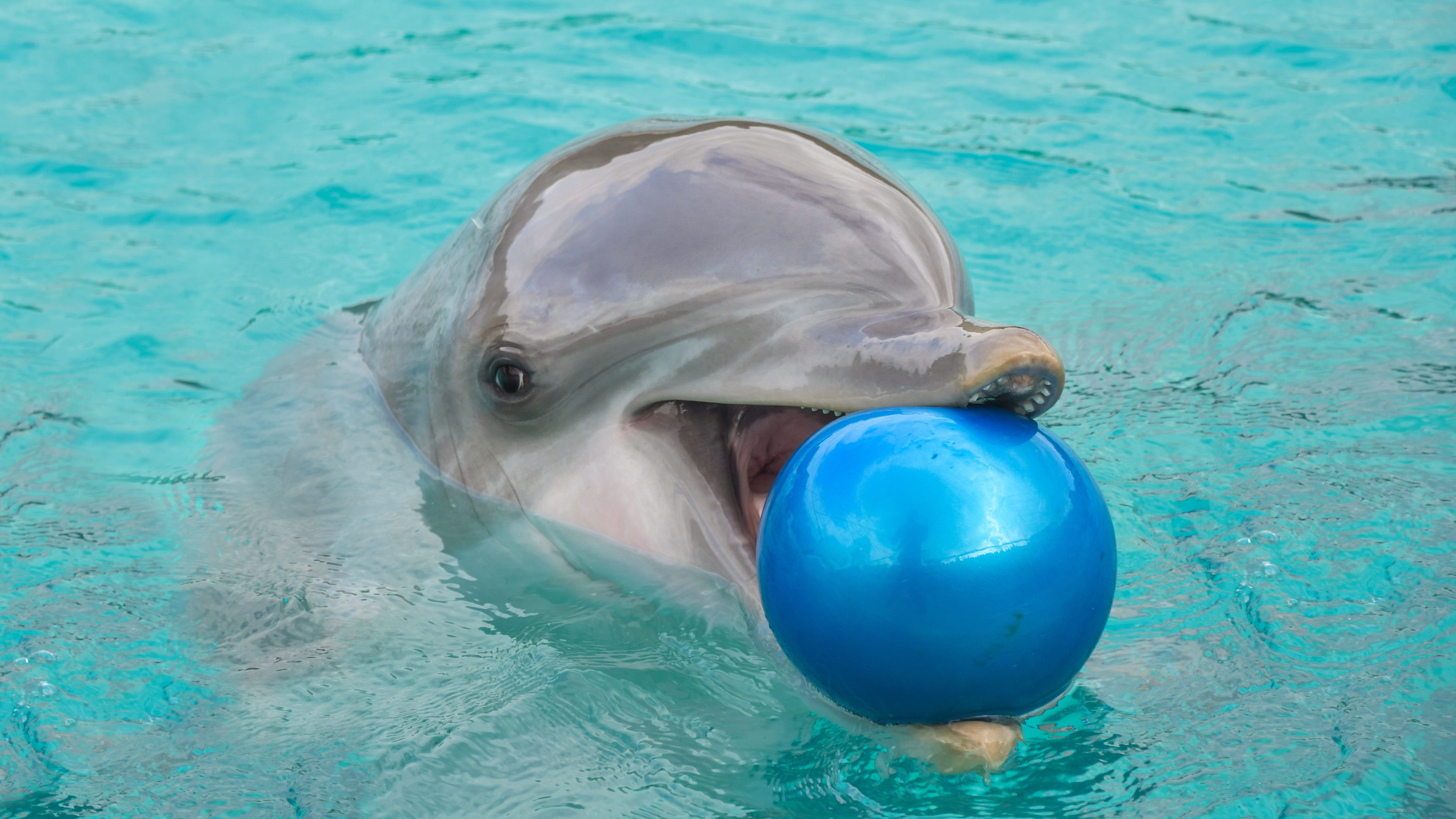 animal, inflatable, animal themes, marine, animal wildlife, animals in the wild, no people, 5K, swimming, turquoise colored, water, play, aquatic mammal, HD Wallpaper