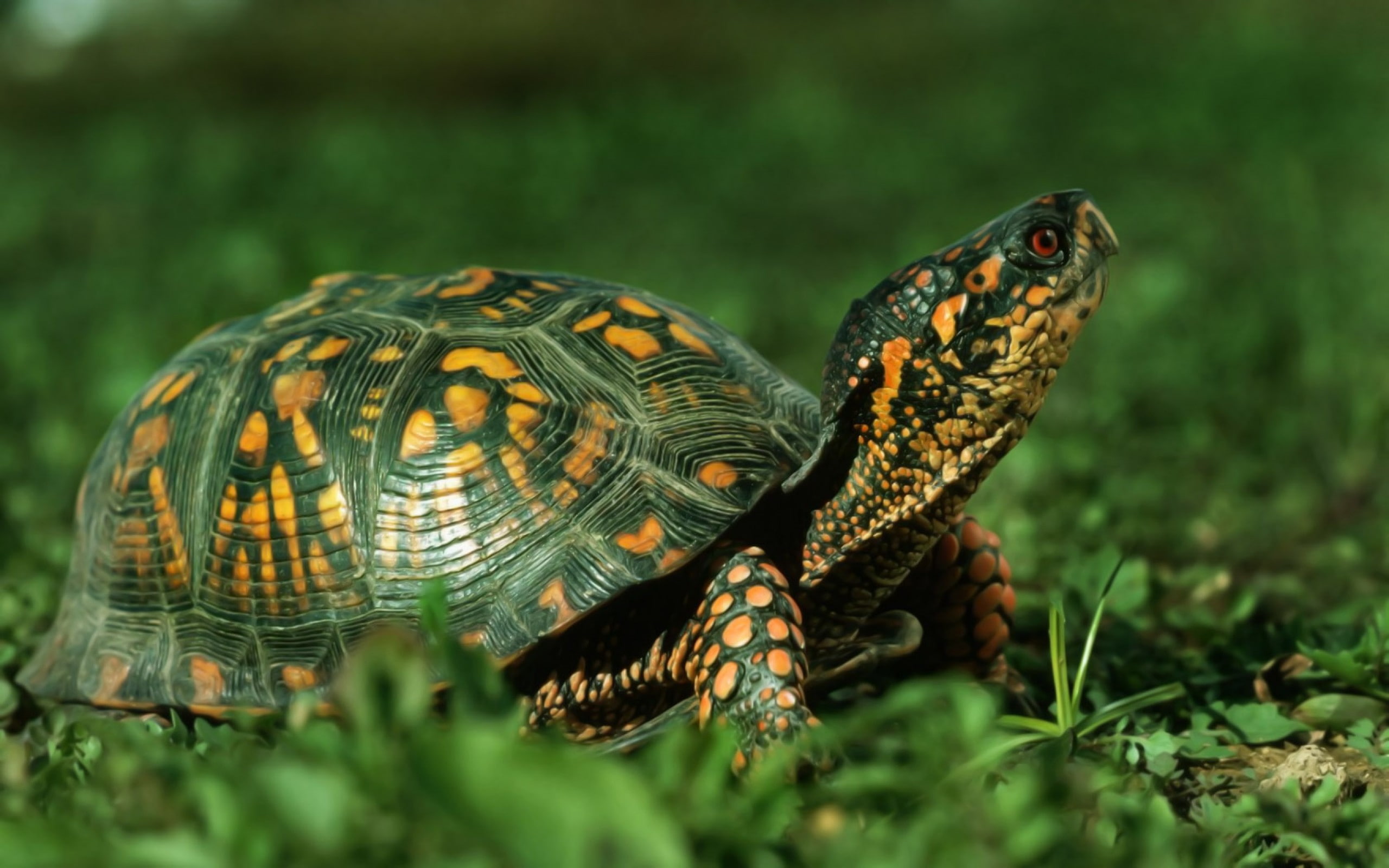 grass, turtle, animals, green, photography, 2K, HD Wallpaper