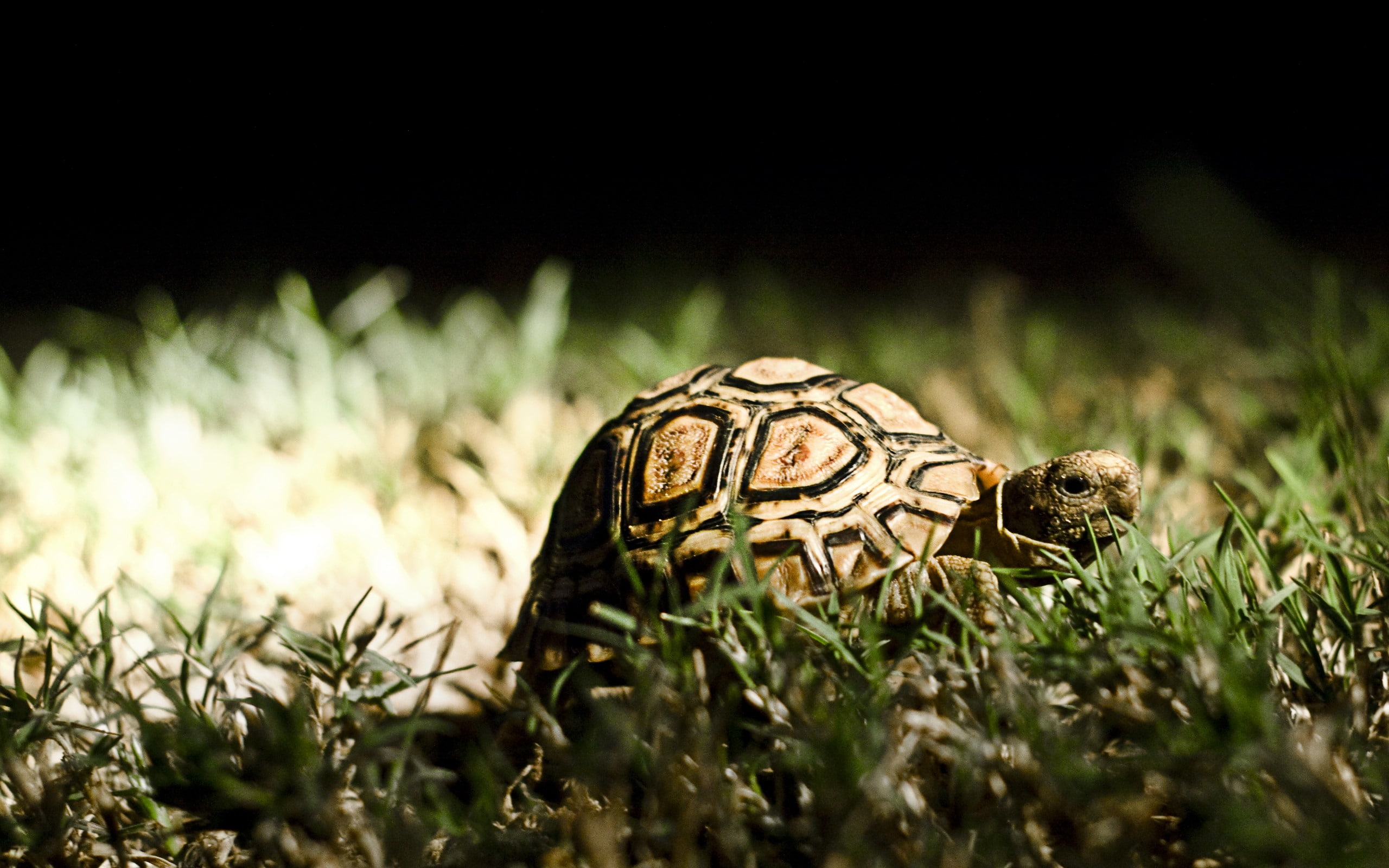 2K, turtle, grass, green, brown, photography, sunshine, animals, HD Wallpaper