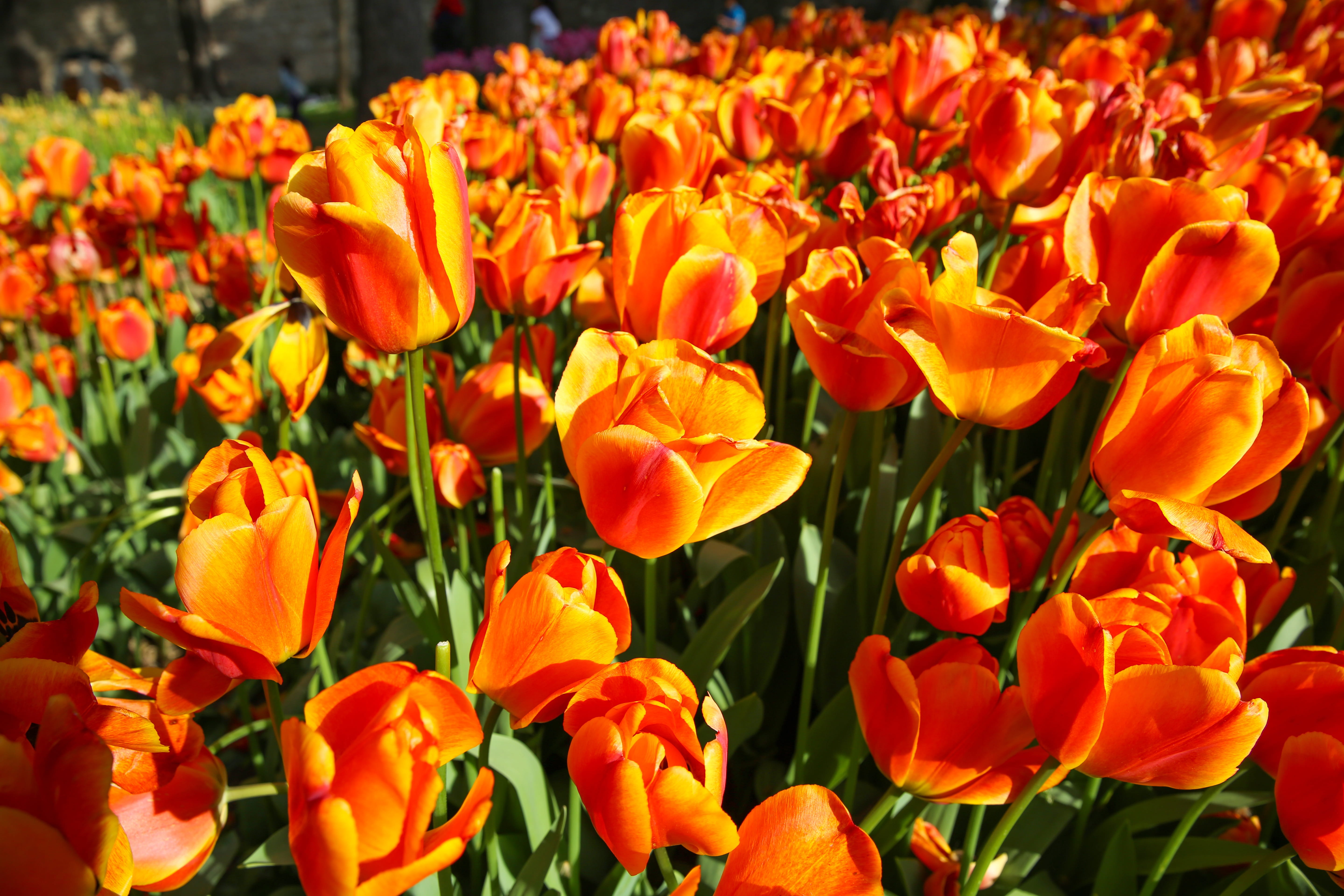 delicate, flower head, growth, tourism, beautiful tulip flower, garden, Tulip, holland, bulb, close-up, nature, production, beauty in nature, closeup, bed, HD Wallpaper