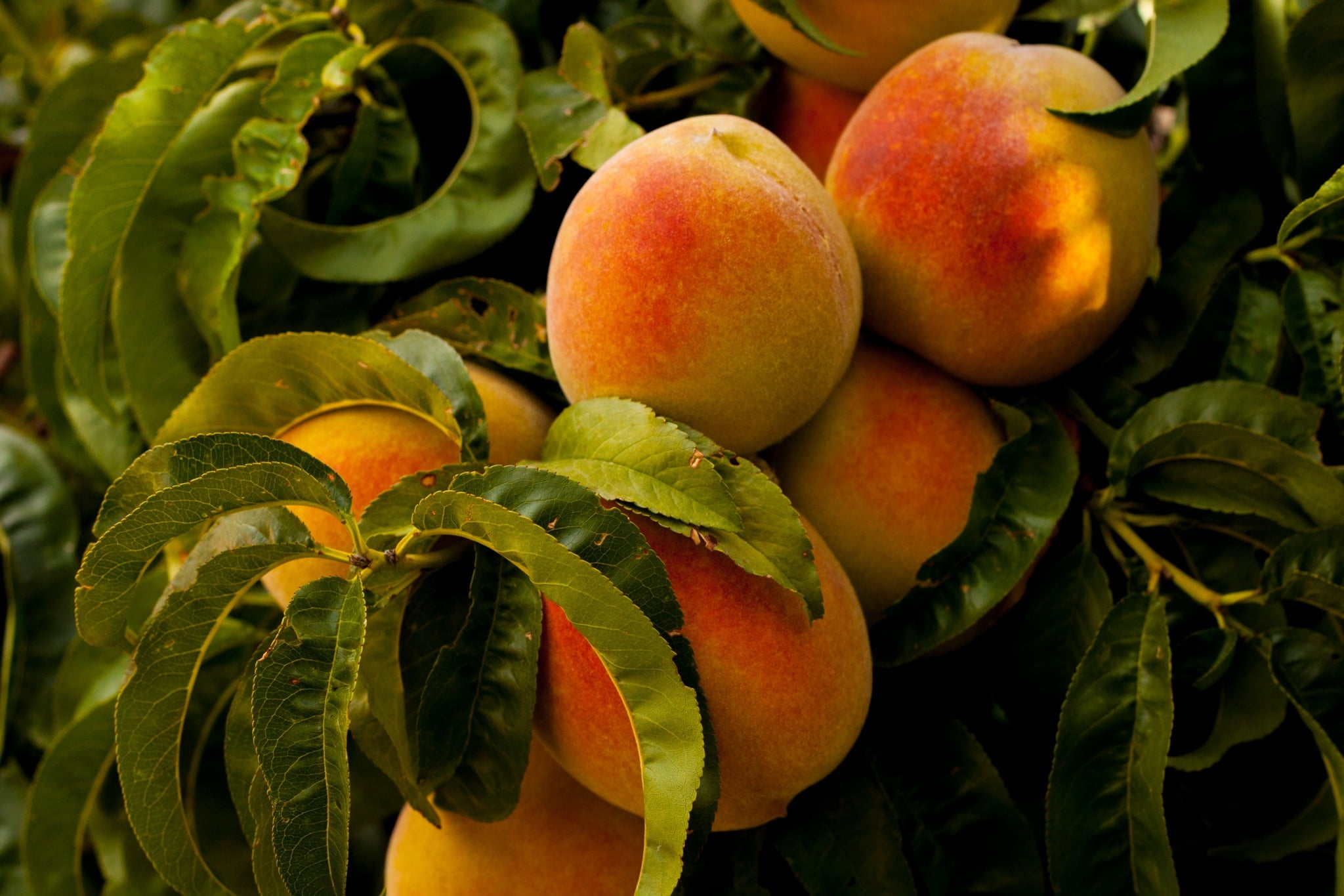 ripe, plants, healthy eating, leaf, no people, food and drink, green color, plant, wellbeing, outdoors, freshness, close-up, day, peaches, focus on foreground, HD Wallpaper