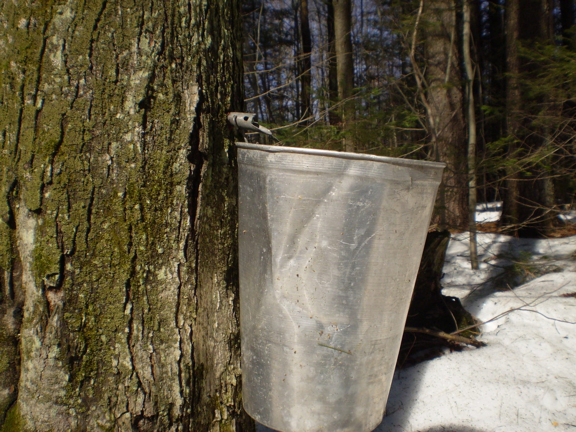 tranquility, old, production, tree, drop, tree trunk, seasonal, sweet, nature, bucket, traditional, 1080P, boiler, focus on foreground, sugar season, land, HD Wallpaper