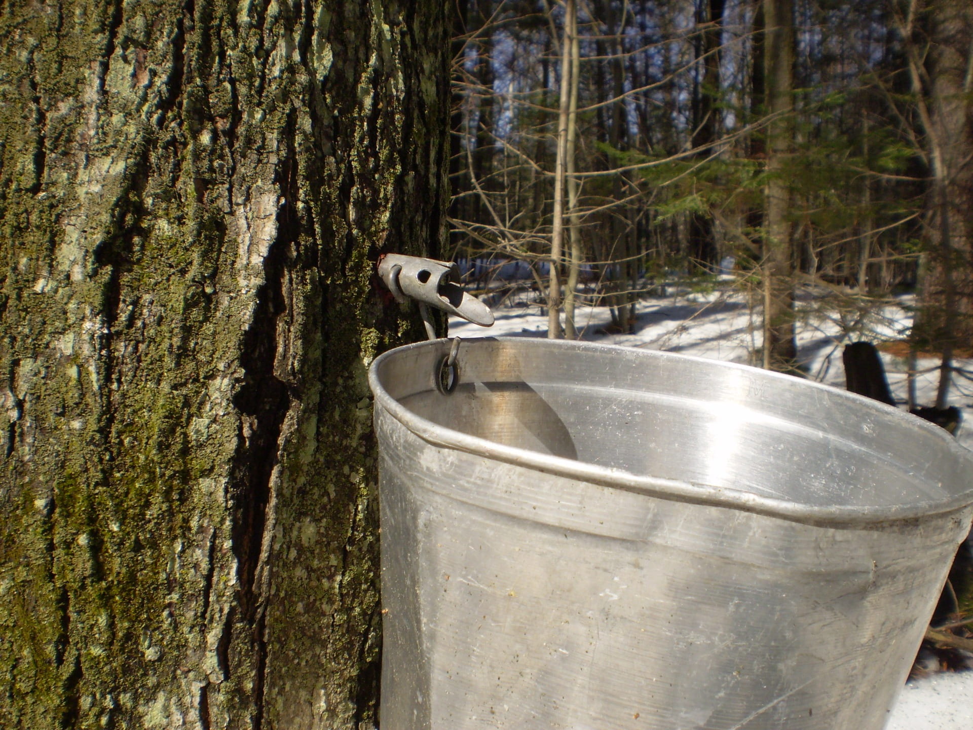 metal, wood - material, 1080P, traditional, attached, canadian, tap, tree, production, no people, outdoors, bucket, collection, close-up, tree trunk, steel, HD Wallpaper