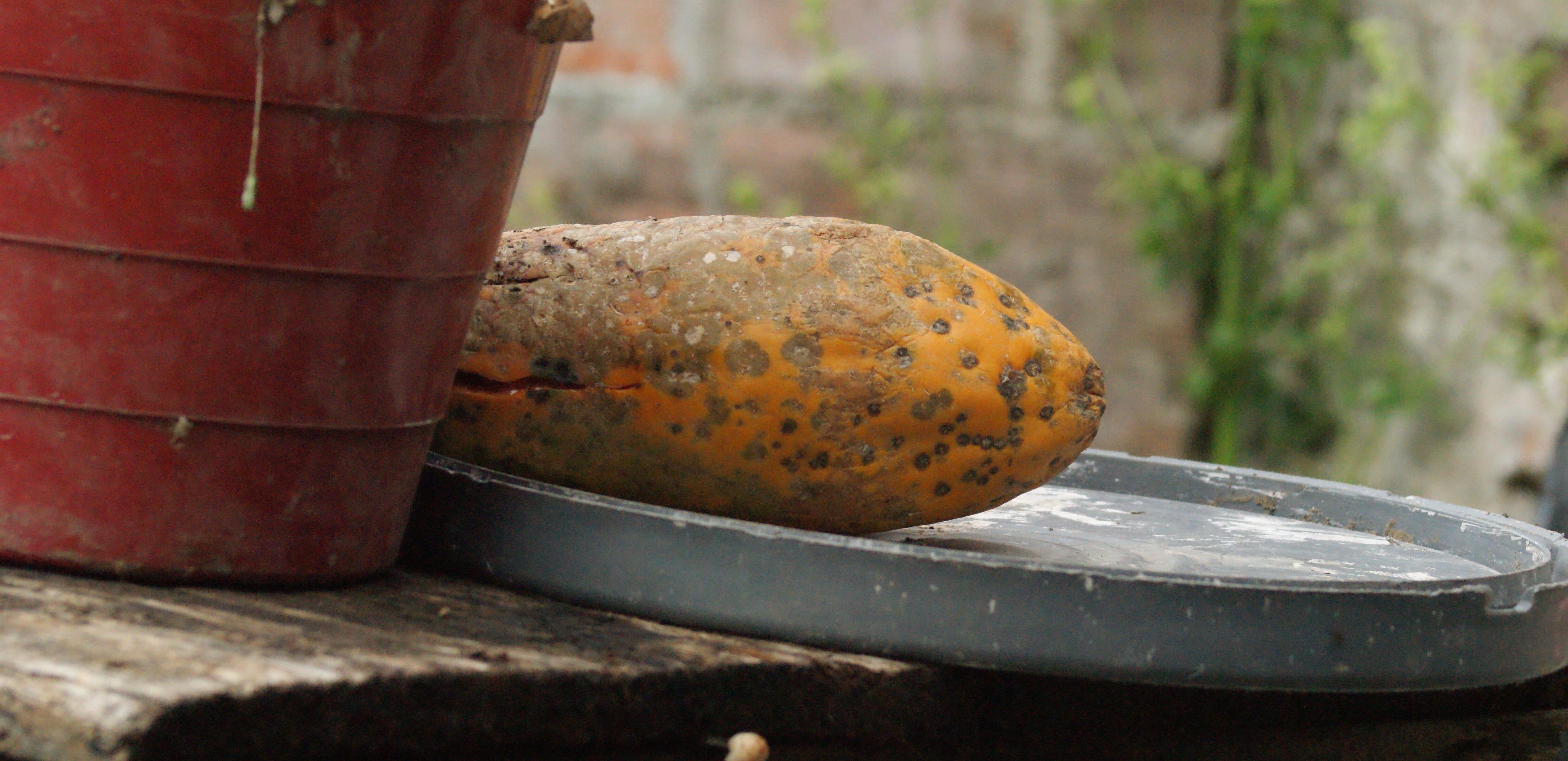 healthy eating, cylinder, 4K, freshness, tropical fruit, colombia, close-up, old, day, focus on foreground, metal, agriculture, outdoors, no people, fruit, HD Wallpaper
