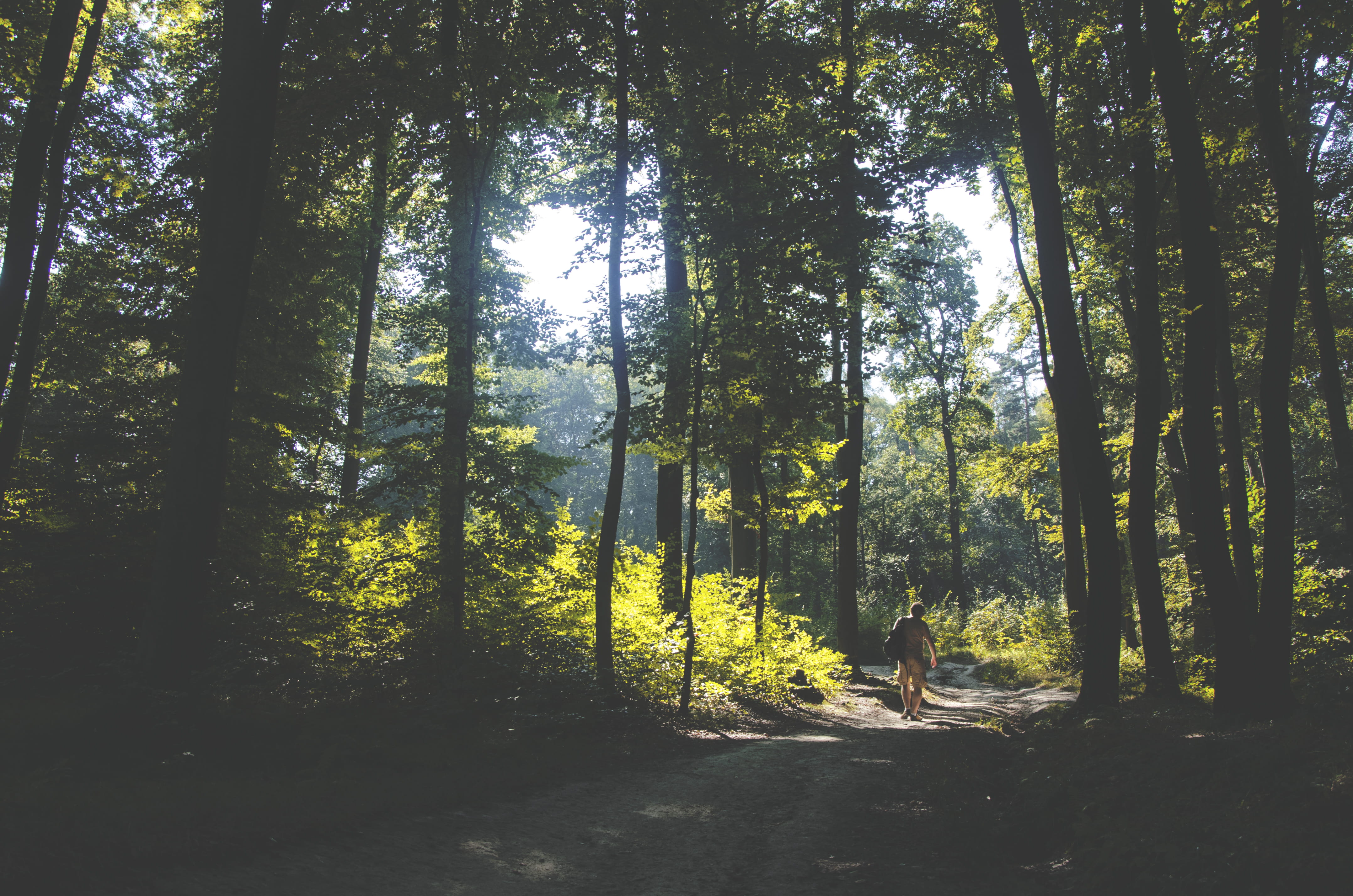 summer, tree, scenics, light - Natural Phenomenon, real people, one person, tranquility, leisure activity, sunlight, leafed, tranquil Scene, trees, no People, HD Wallpaper