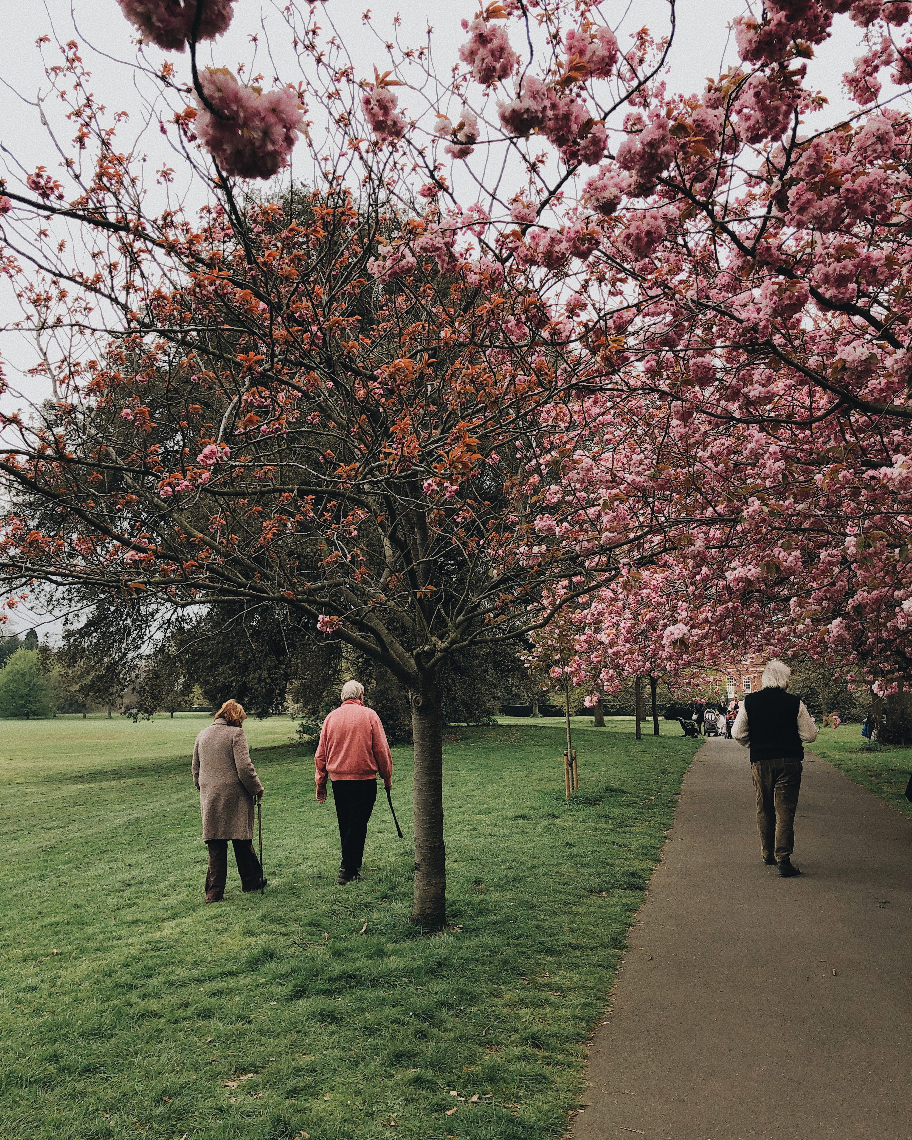 walking, men, lifestyles, nature, tree, blooming, flora, 2K, environment, plant, scenic, springtime, elderly, old, season, beautiful, blossom, branches, Phone HD Wallpaper