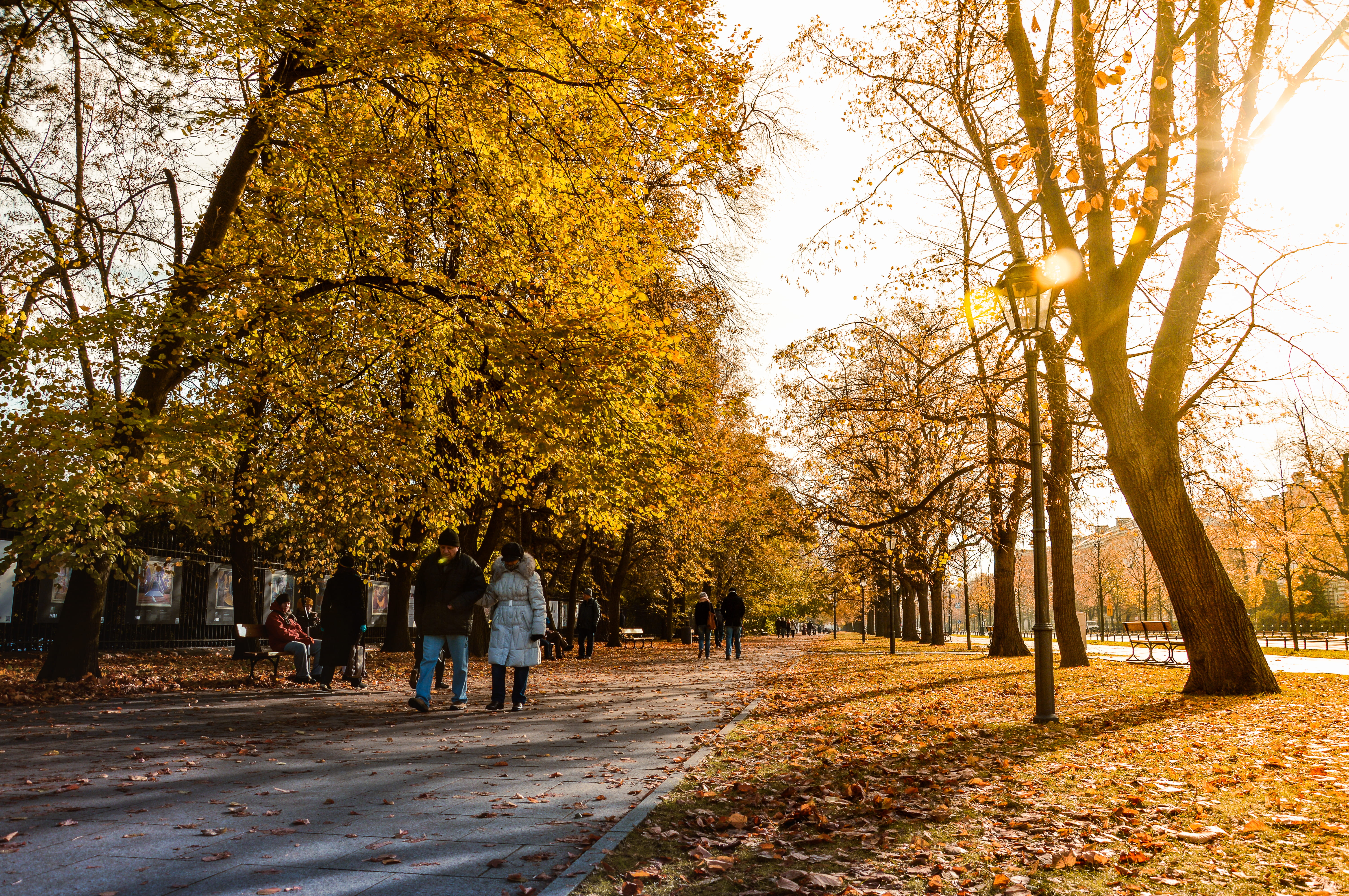 people, plant part, scenery, scenic, dry leaves, beauty in nature, sunlight, season, park, real people, 5K, outdoors, concrete, pavement, daytime, plant, HD Wallpaper