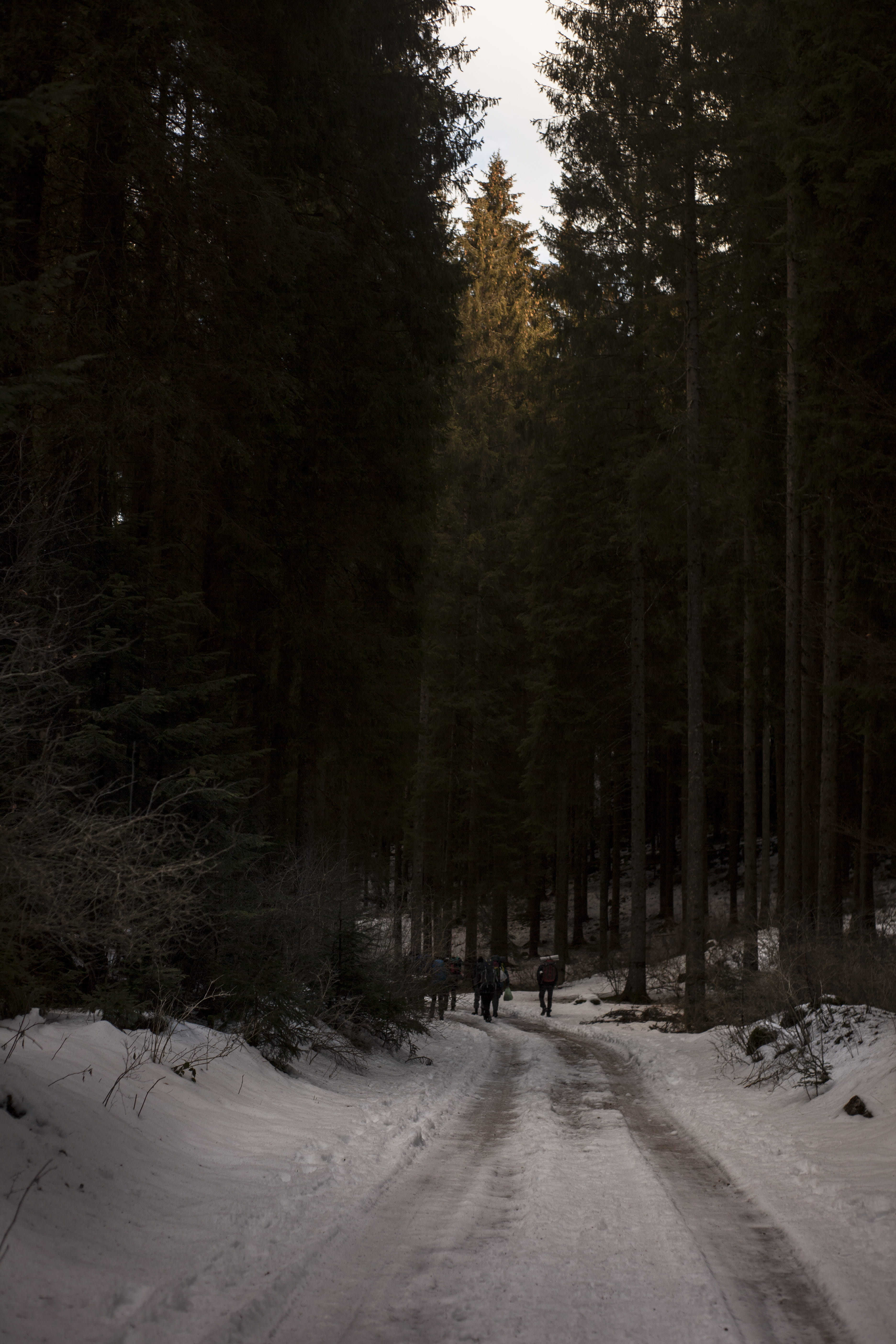 non-urban scene, tall, frost, ice, covering, tranquility, beauty in nature, forest, outdoors, daylight, environment, growth, road, plant, walking, land, Phone HD Wallpaper