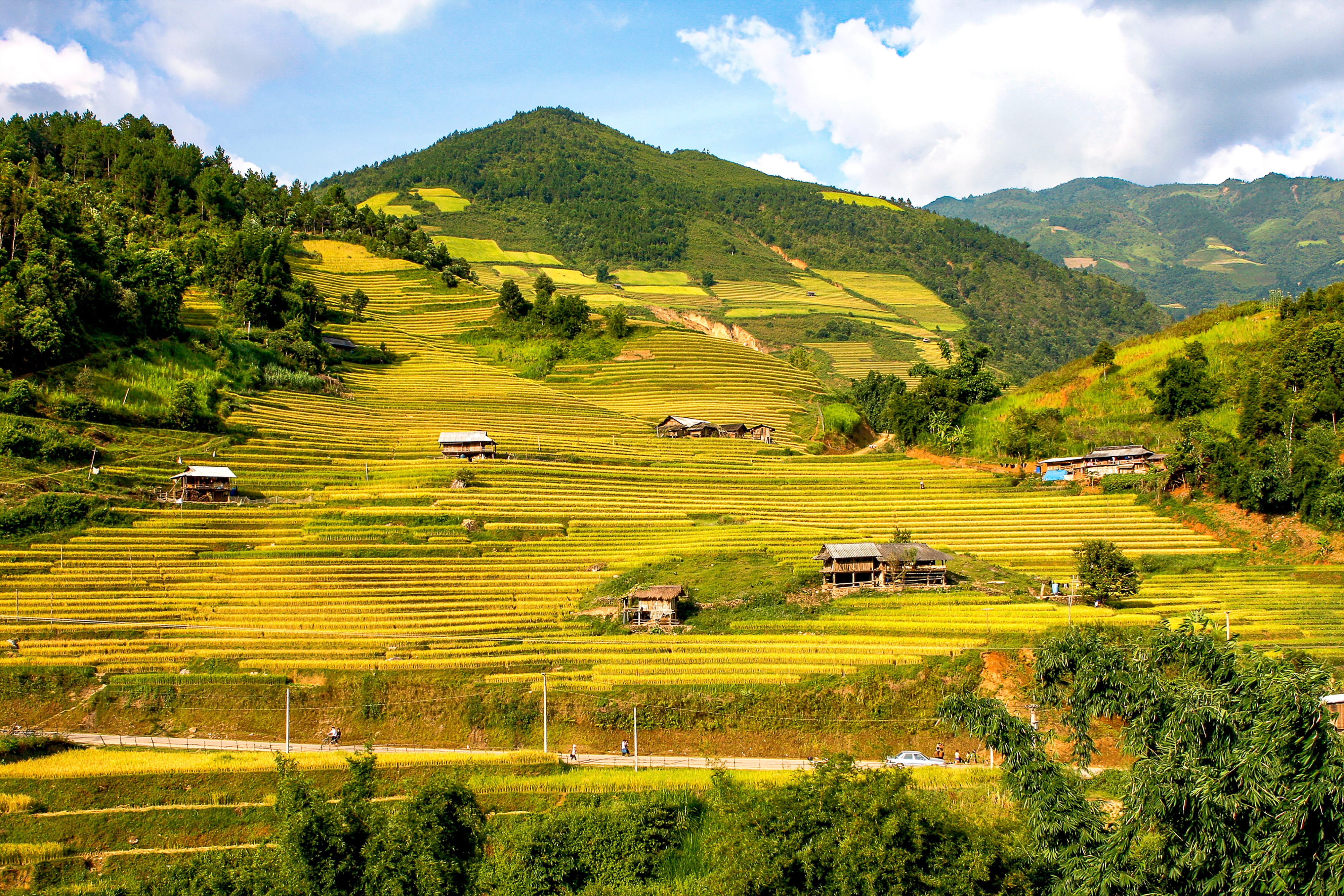 no people, beauty in nature, yellow, silk, tranquility, green color, vietnam, environment, idyllic, terraces, taken, green, outdoors, agriculture, scenics - nature, HD Wallpaper