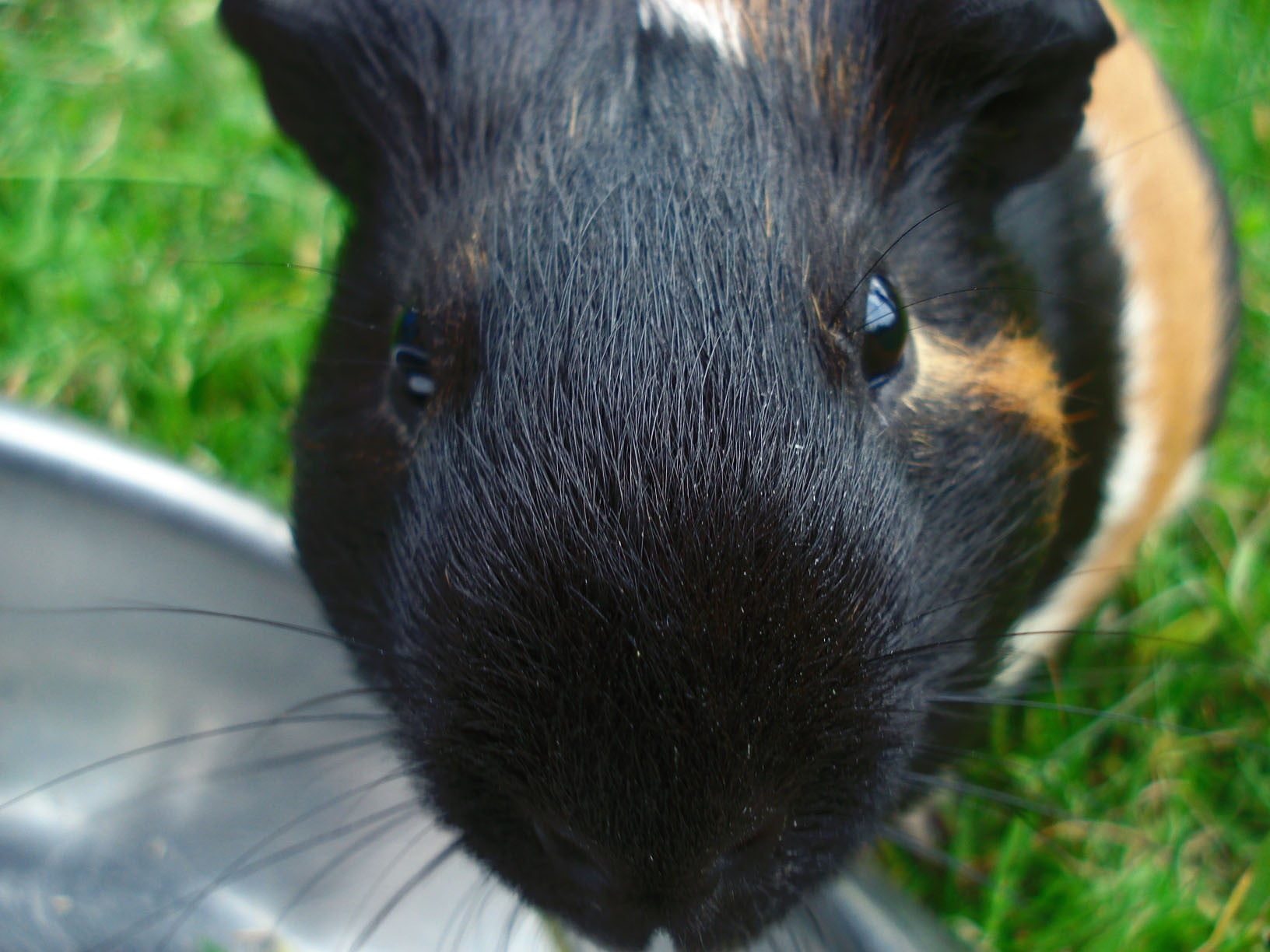 animal, black color, close-up, guinea, one Animal, no people, animal head, muzzle, whisker, pets, animal body part, color, vertebrate, brown, rodent, fluffy, HD Wallpaper