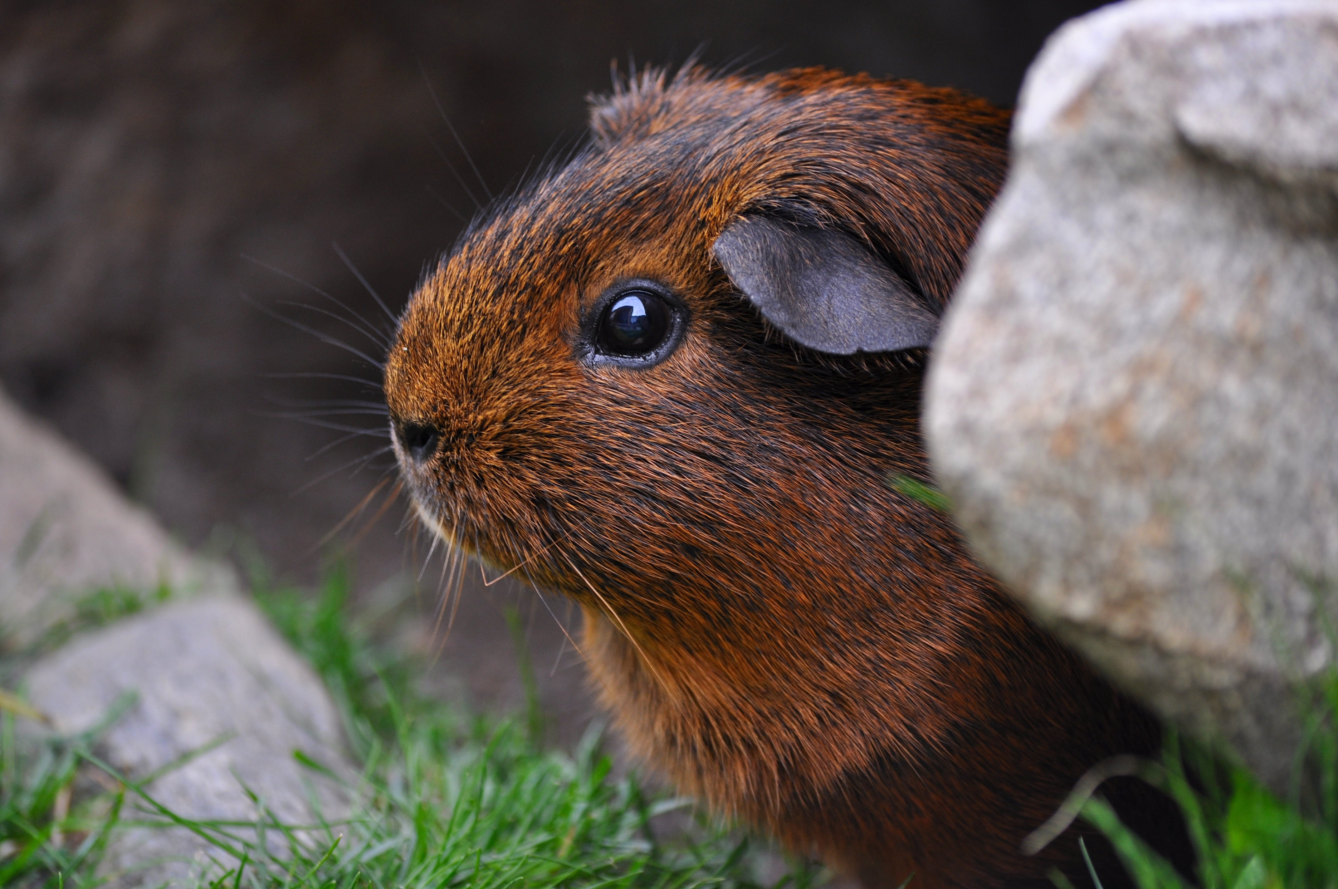 animal wildlife, whiskers, mammal, animal, eye, brown, caviidae, animal photography, blur, day, guinea pig, pets, animals in the wild, no people, nature, HD Wallpaper