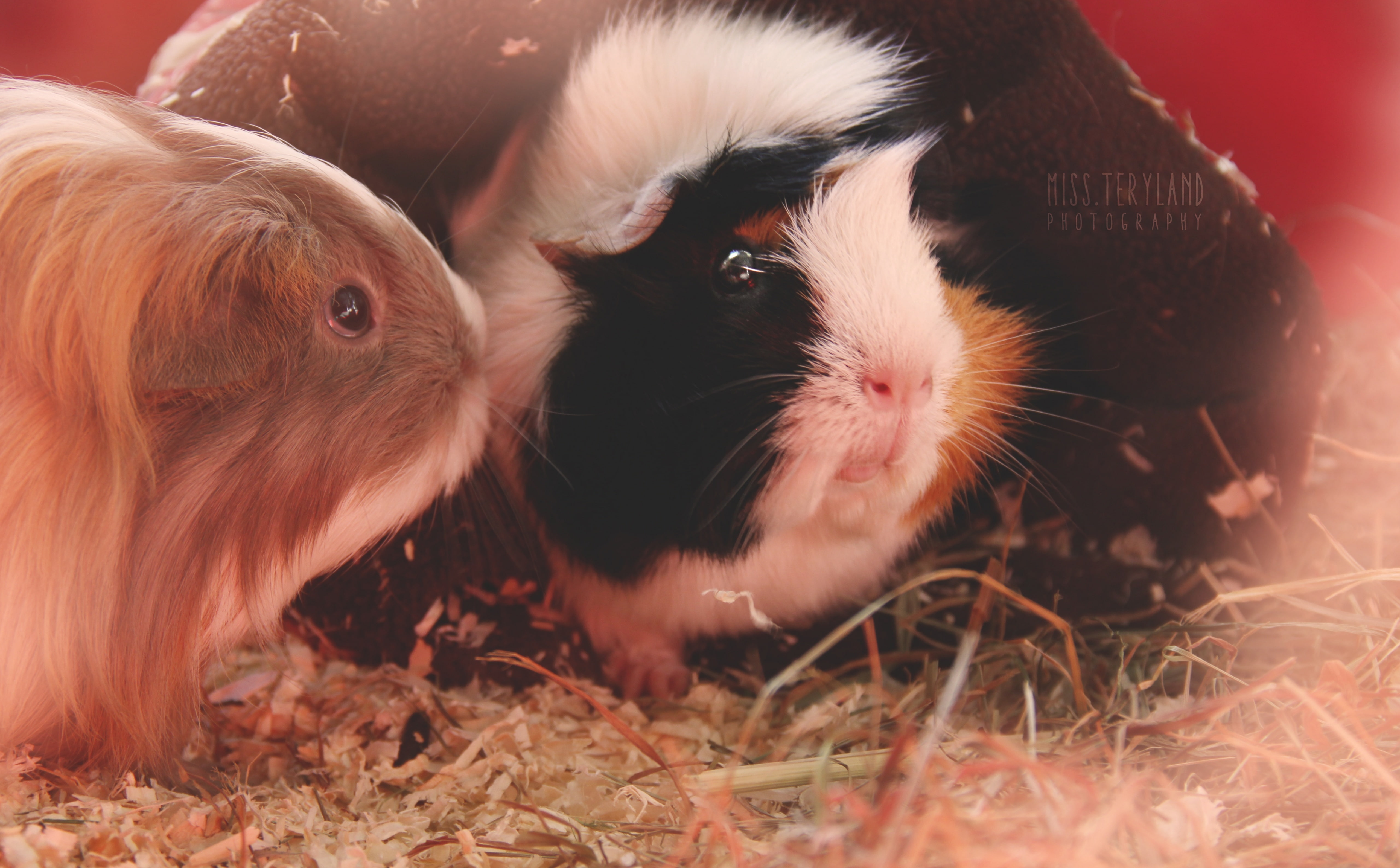 brown, Guinea, black, young animal, domestic, animal, whisker, animal head, guinea pig, 5K, vertebrate, mammal, Animals, pig, animal themes, land, Pets, HD Wallpaper