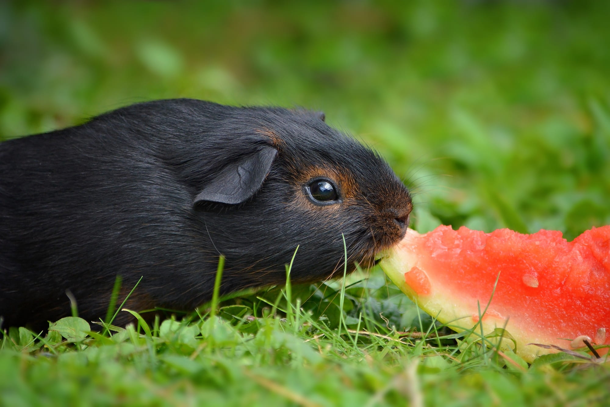 animal wildlife, daytime, grass, cute, focus, herbivorous, black red loh, food, small animal, domestic, animal head, plant, 1080P, selective focus, tip, HD Wallpaper
