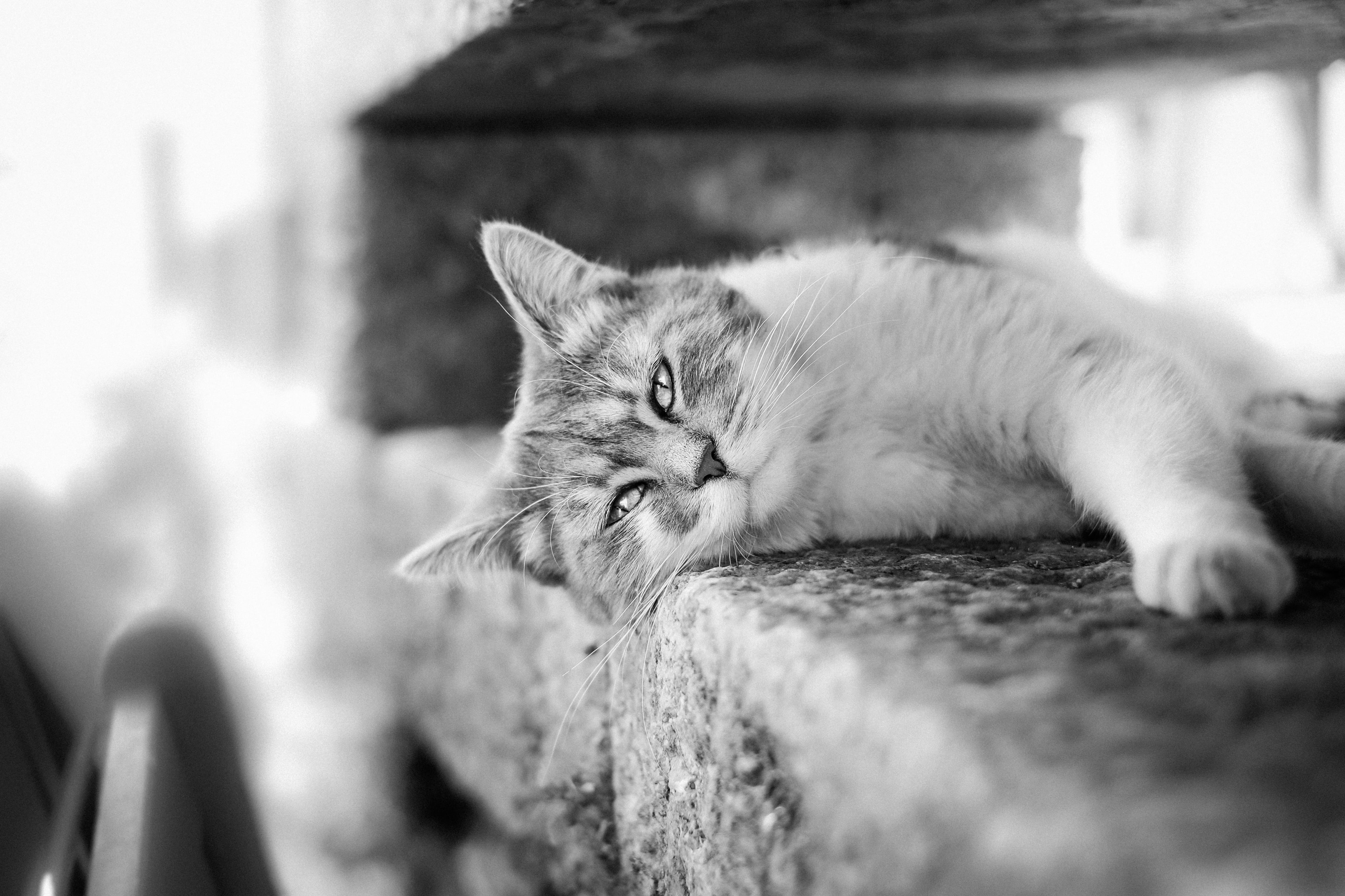selective focus, cat, animal head, animals, animal, close-up, sleeping, pet, animal body part, animal themes, photo, relaxation, mammal, domestic, lying down, HD Wallpaper