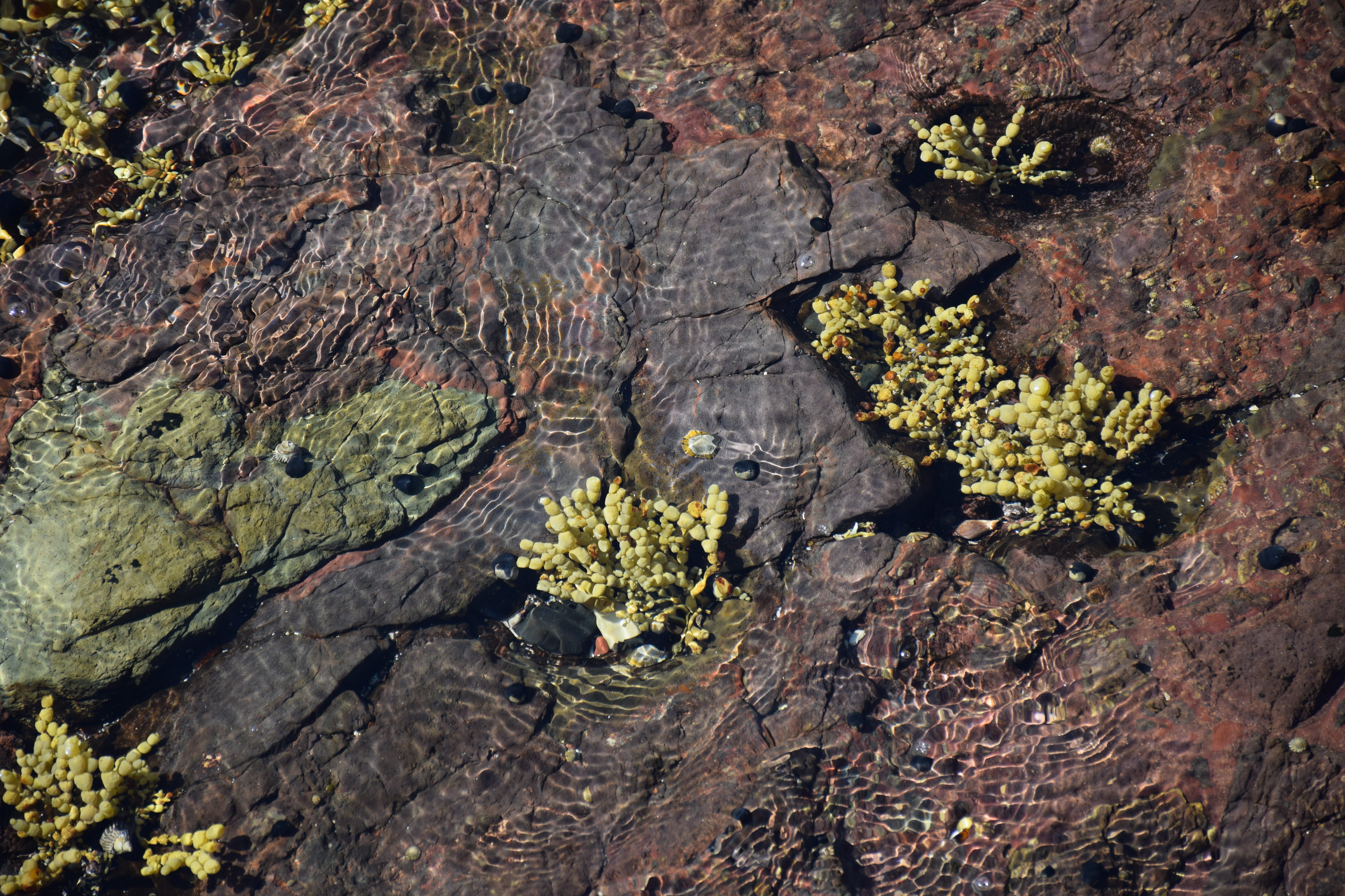 Ocean, close-up, day, Cay, 5K, high angle view, Beach, full frame, tree, geology, no people, tree trunk, nature, Rating, solid, moss, textured, outdoors, HD Wallpaper