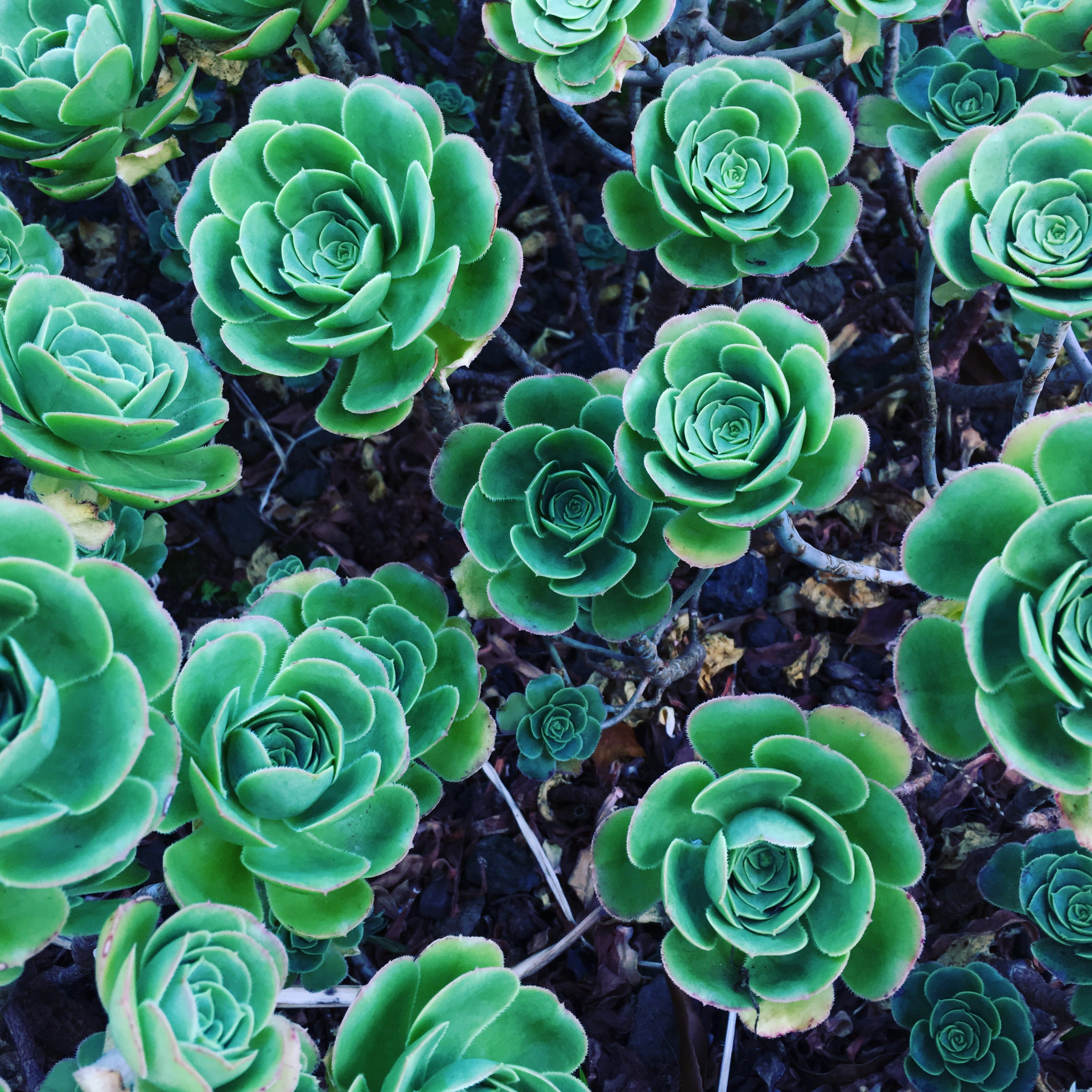 full frame, backgrounds, flower head, day, cais do pico, nature, close-up, portugal, green, plant, high angle view, succulent plant, green color, botany, Phone HD Wallpaper