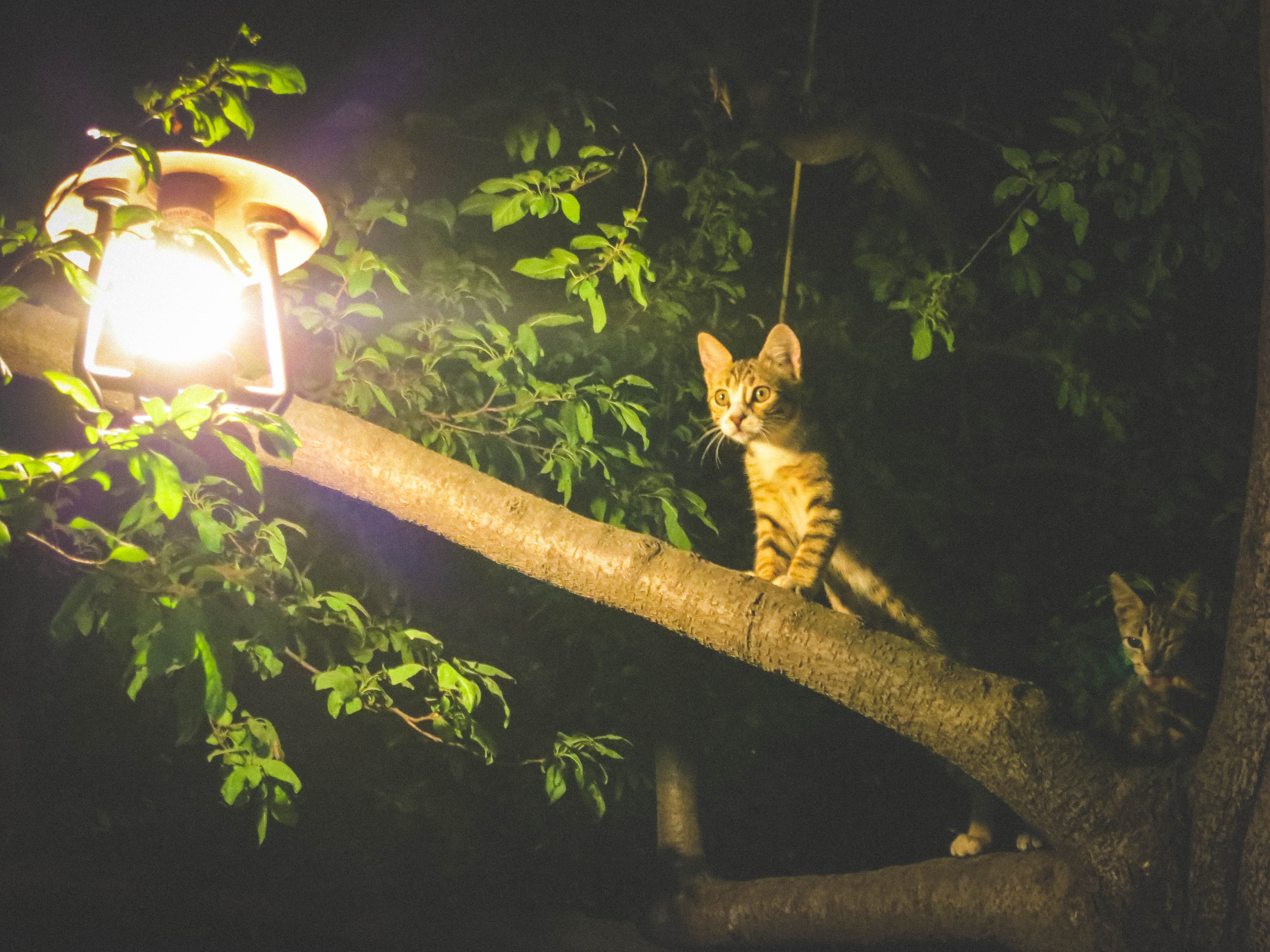 brown, day, cats, light, plant, sitting, plant part, gray, cat, pets, branches, black, vertebrate, night, domestic cat, mammal, 4K, near, cay, lamp, animal themes, HD Wallpaper