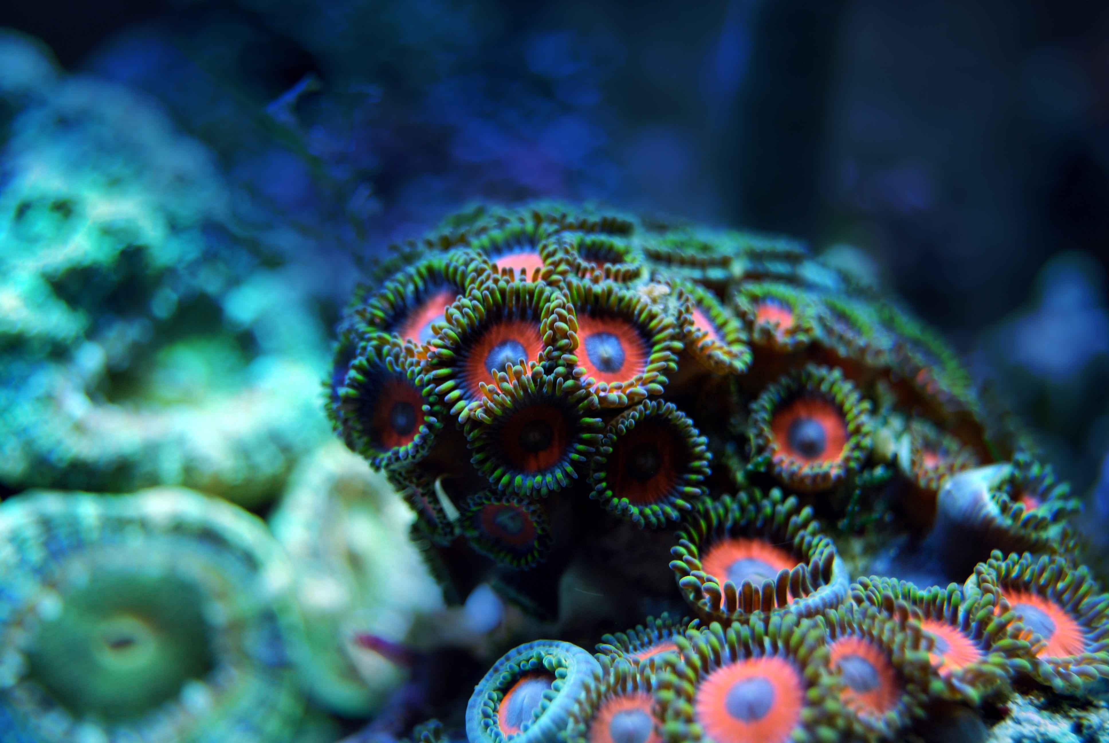 red, outdoors, invertebrate, anemones, animals in the wild, marine, 4K, coral, animal wildlife, saltwater fish, ecosystem, exotic, sea life, reef, sea, HD Wallpaper
