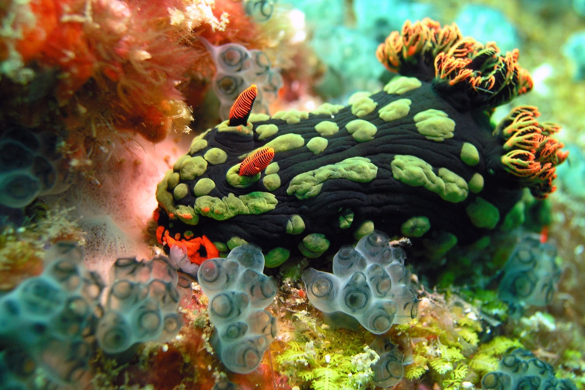 sea, Sea Anemones, underwater, 1080P, Nudibranchia, HD Wallpaper