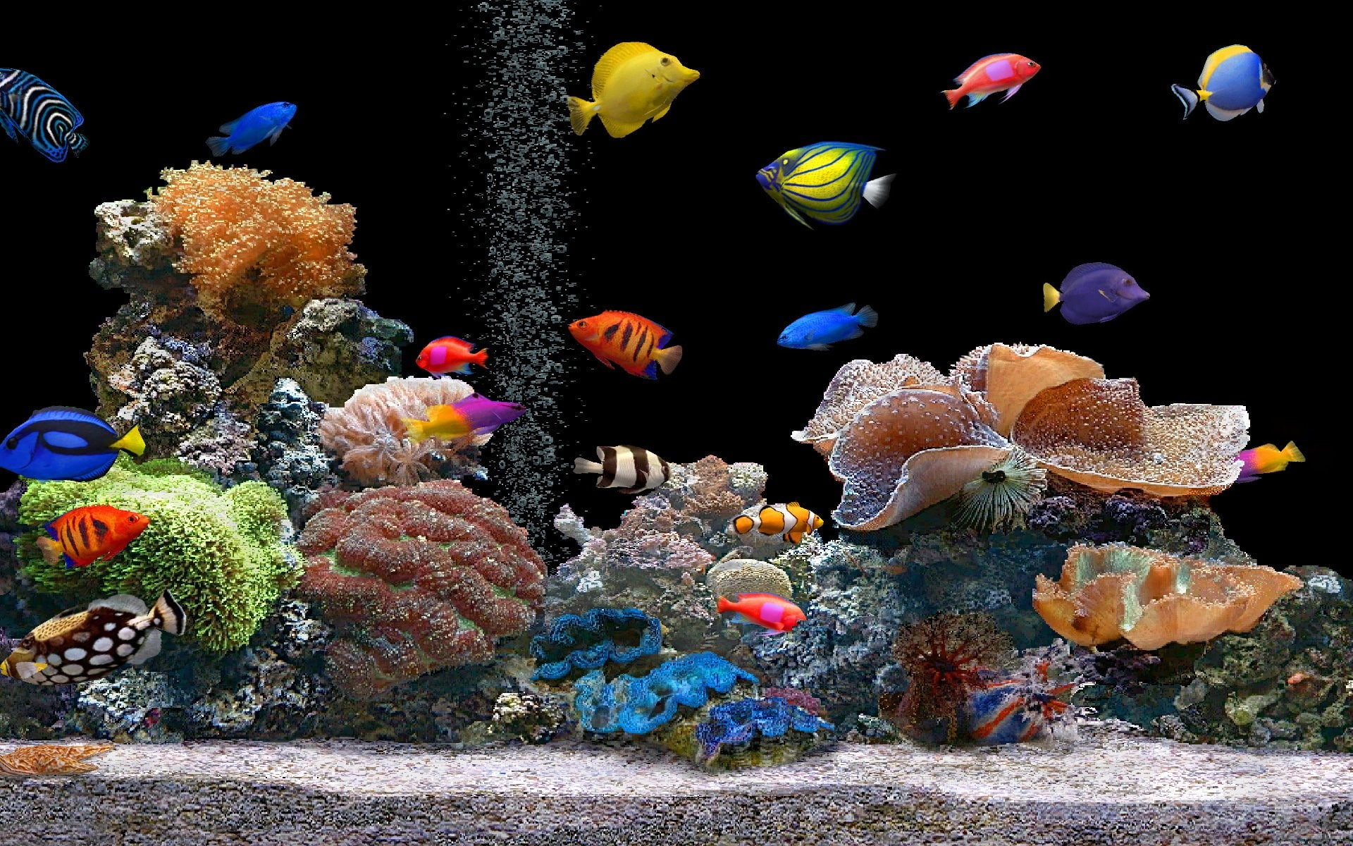 aquarium, animals, saltwater, nature, fish, 1080P, coral, HD Wallpaper