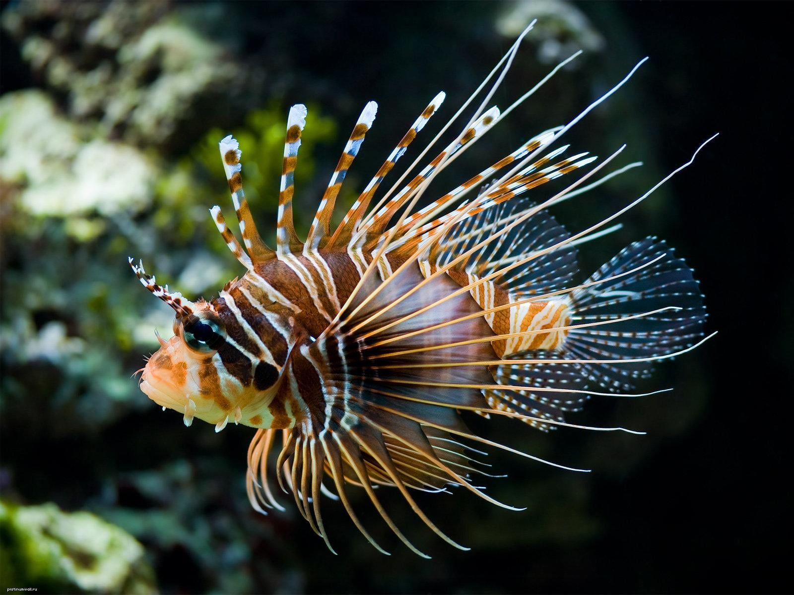720P, tropical Fish, lion, vertebrate, water, scuba Diving, animal, brown, saltwater Fish, marine, animal themes, white, coral, wildlife, undersea, animal wildlife, HD Wallpaper