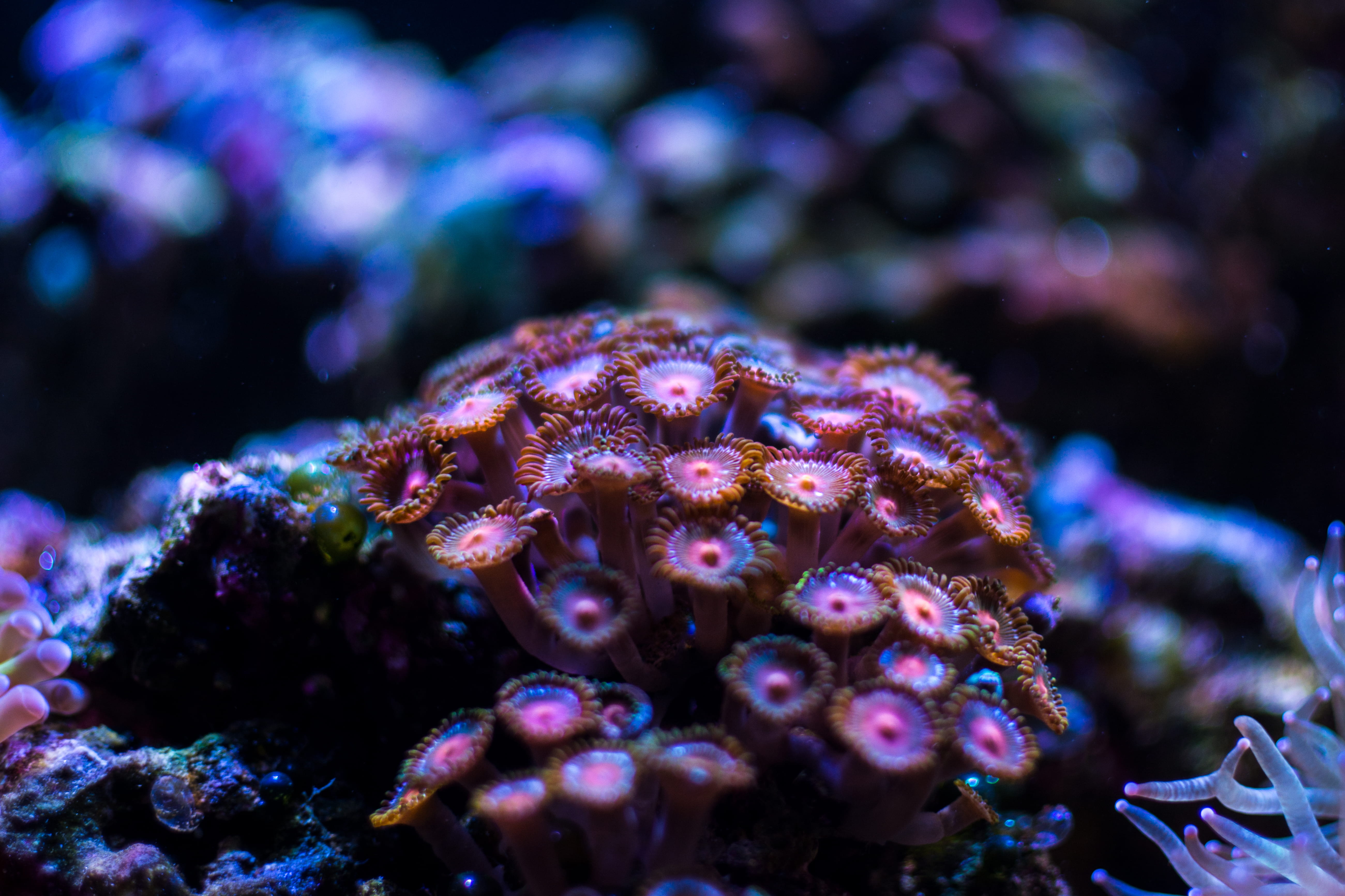 no people, animal themes, animals in the wild, day, aquarium, nature, water, life, sea life, ecosystem, sea, saltwater aquarium, purple, beauty in nature, HD Wallpaper