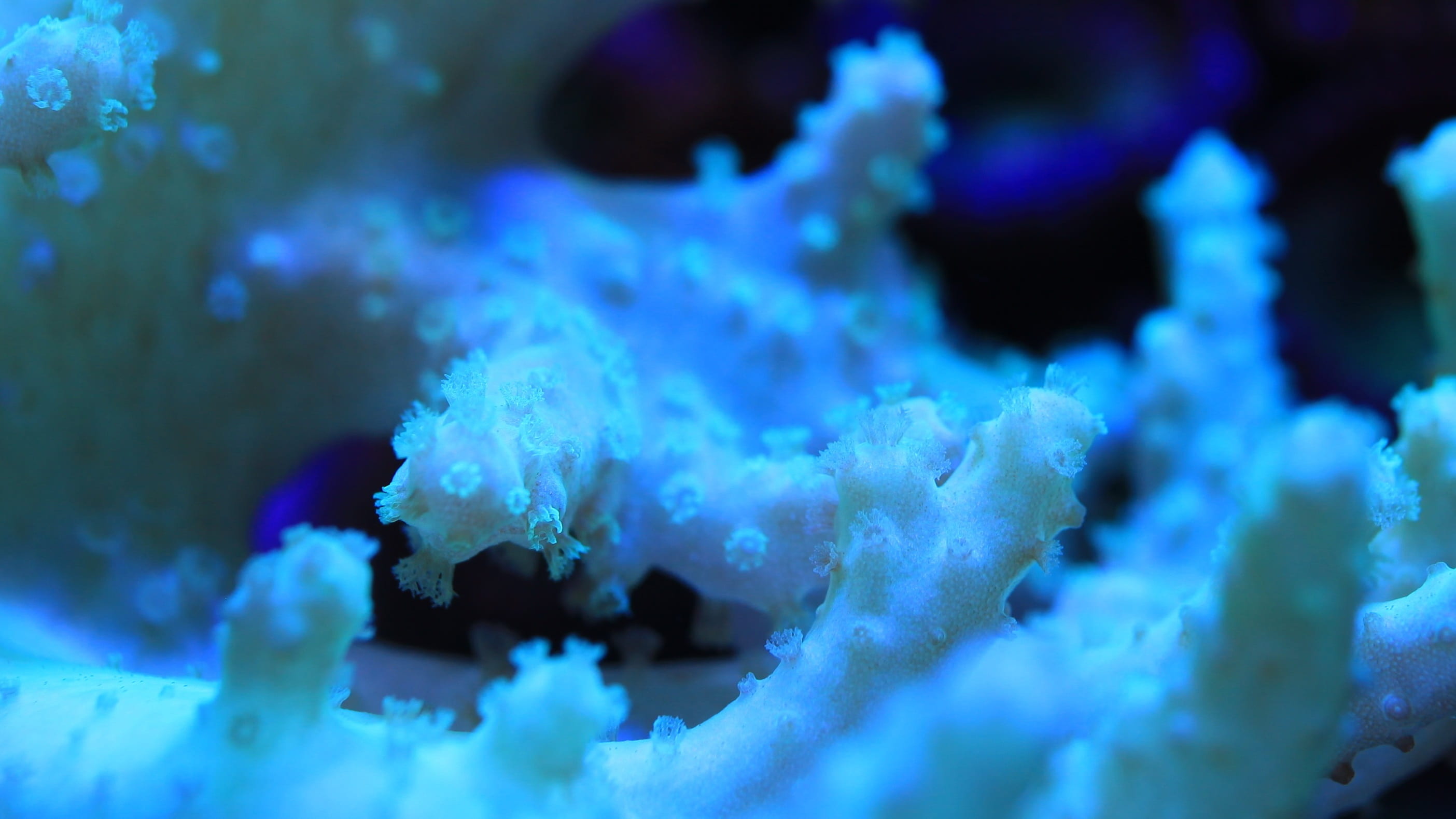 beauty in nature, underwater, no people, swimming, sea life, close-up, invertebrate, animal themes, undersea, blue, animal, marine, jellyfish, sea, water tank, HD Wallpaper