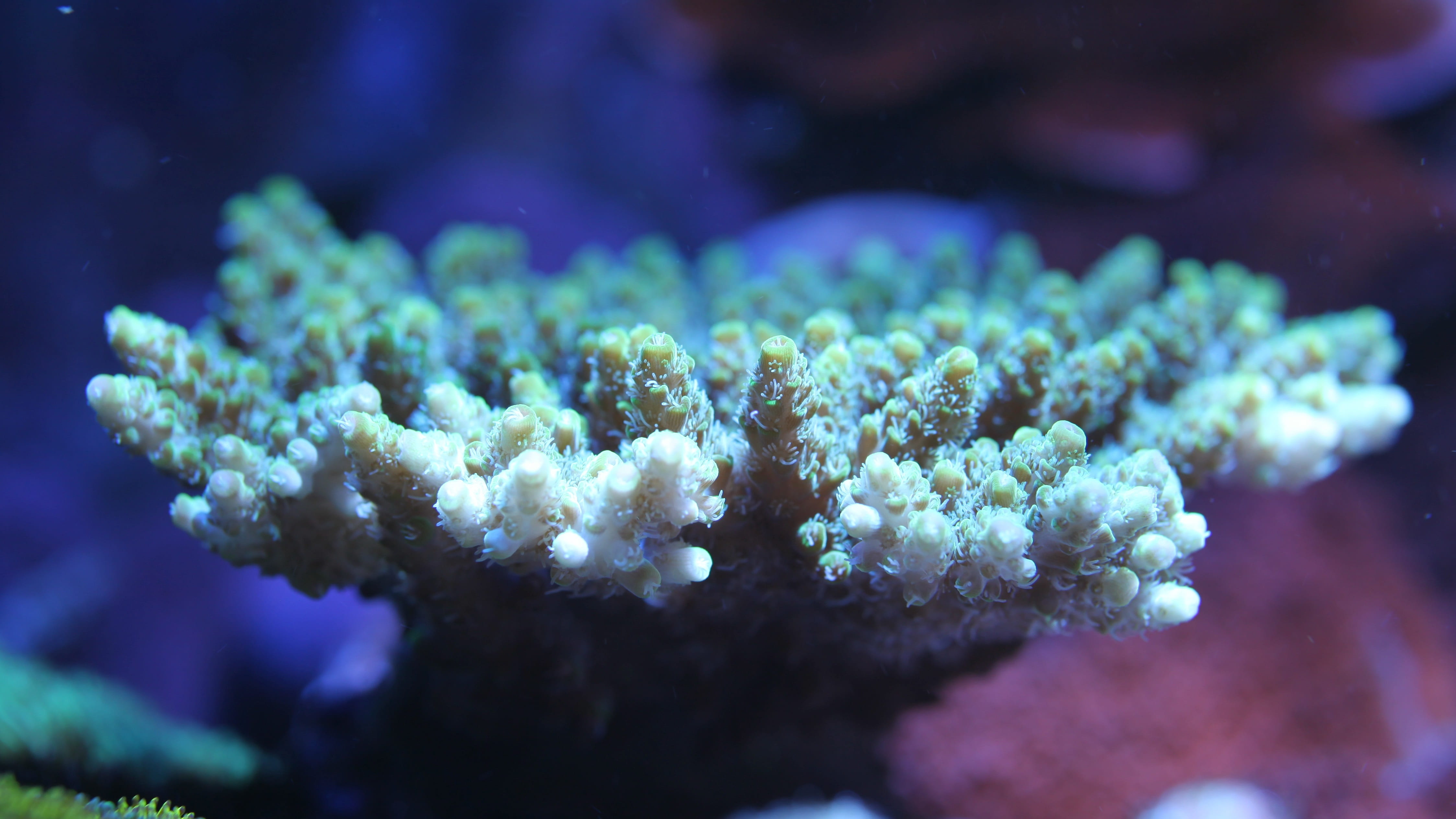 nature, outdoors, coral, no spine, animals in the wild, 4K, invertebrate, ecosystem, one animal, sea, underwater, animal themes, reef, close-up, marine, HD Wallpaper