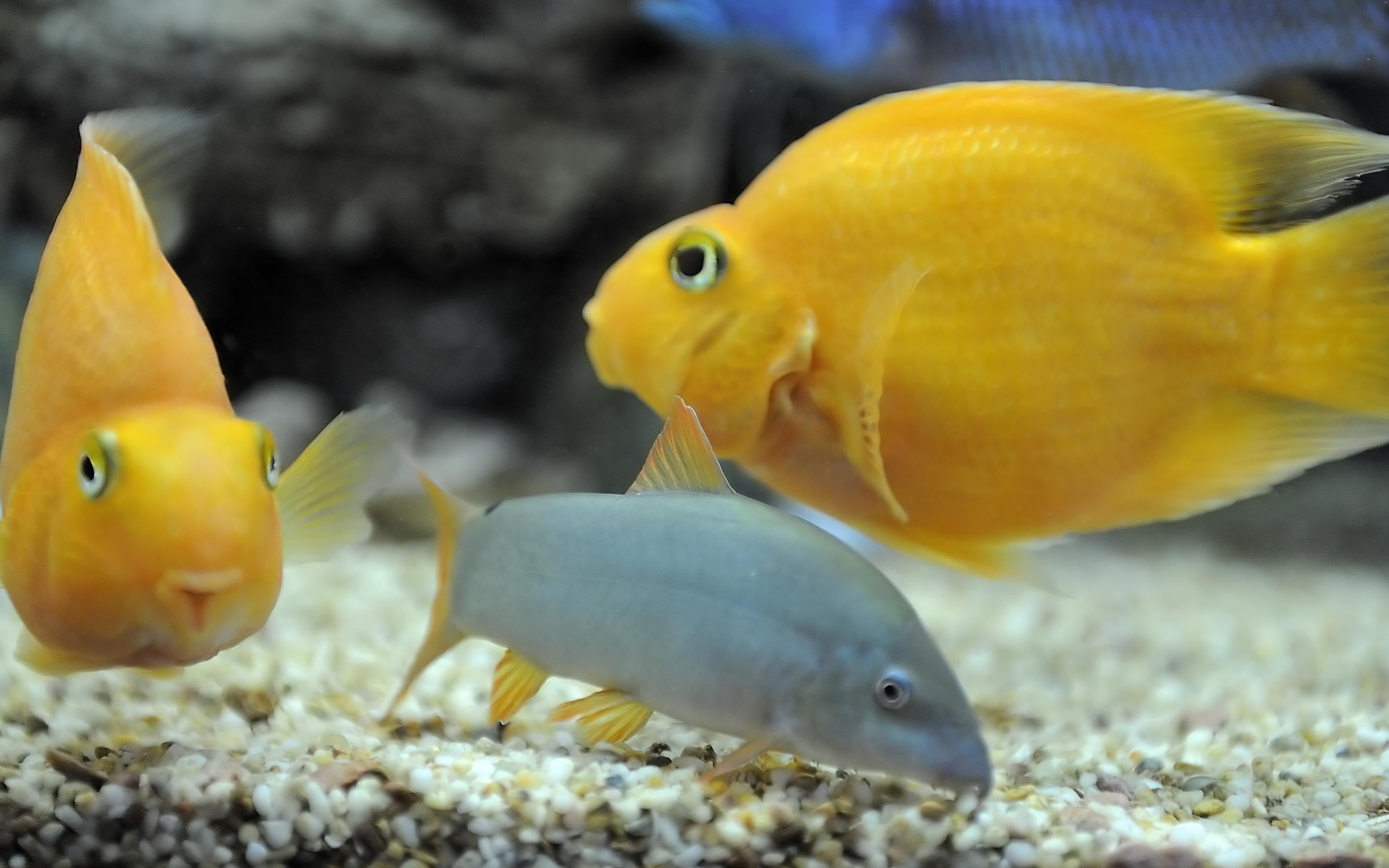 tank, multi Colored, blood, aquarium, life, tropical Climate, animal wildlife, goldfish, reef, yellow, pebble, no People, parrot, blue, marine, swimming, HD Wallpaper