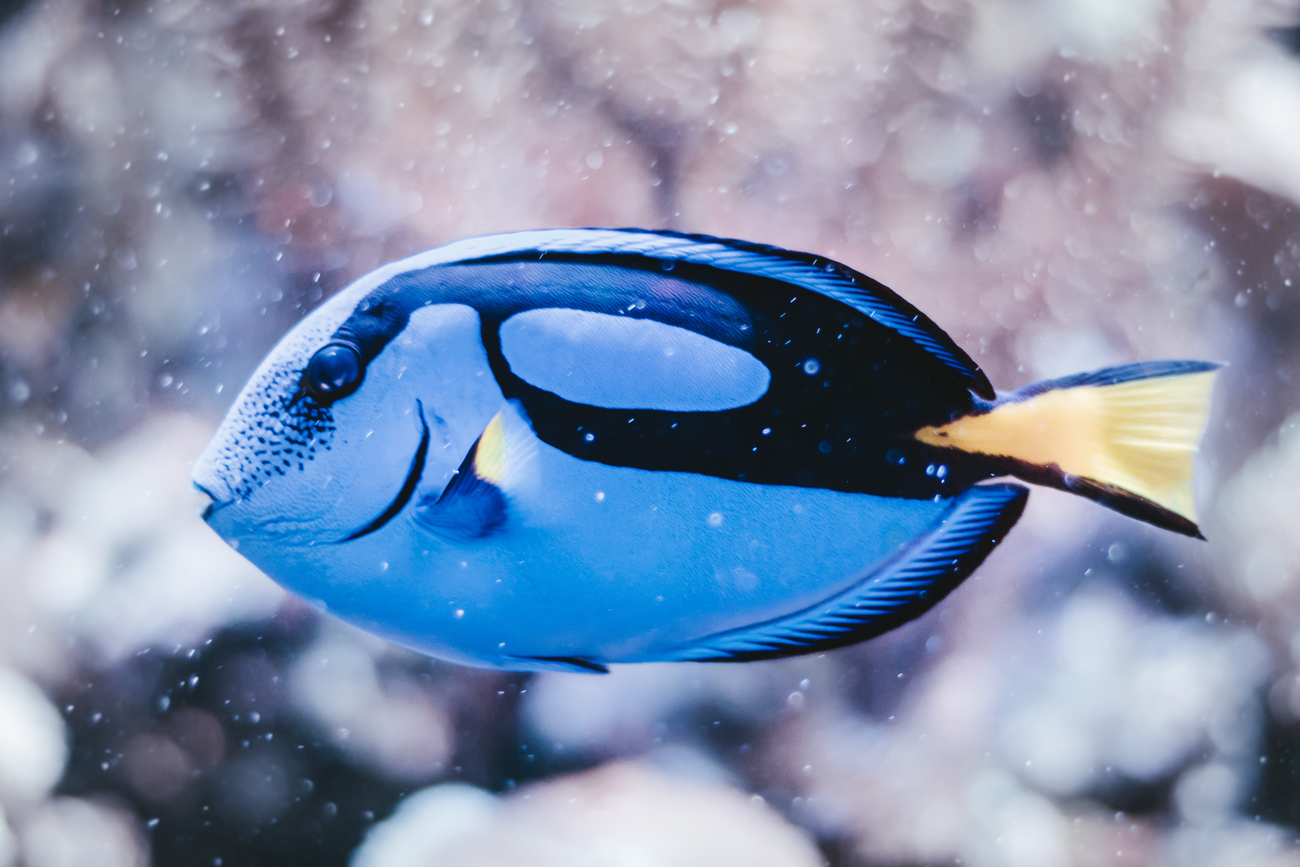 transparent, 5K, one animal, animal themes, day, snow, water, glass - material, poland, vertebrate, wrocław, fish, one, marine, animals in the wild, nature, HD Wallpaper