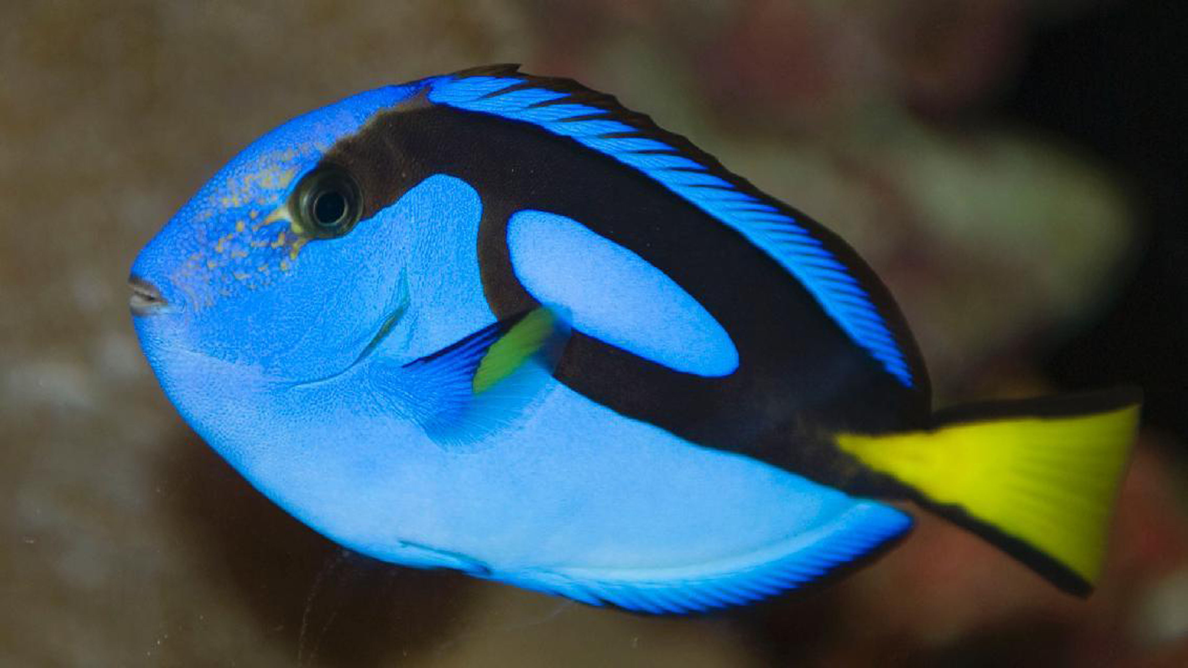 animal themes, vertebrate, undersea, animal head, swimming, saltwater fish, underwater, close-up, fish, sea, one animal, nature, flagtail, animal wildlife, HD Wallpaper