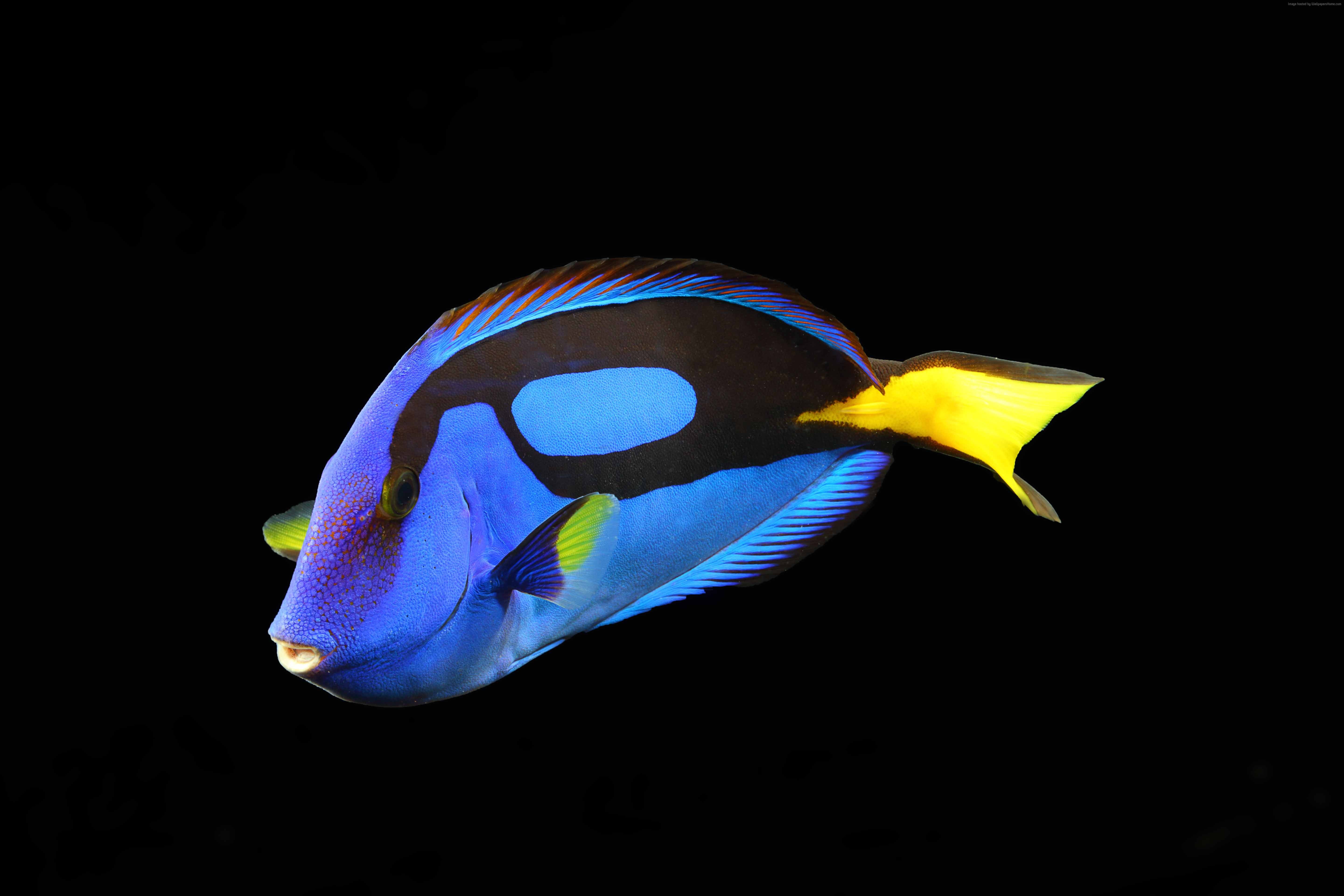 animal themes, indoors, water, copy space, purple, yellow, single object, one animal, nature, blue, no people, reef animals, close-up, marine, beauty in nature, HD Wallpaper