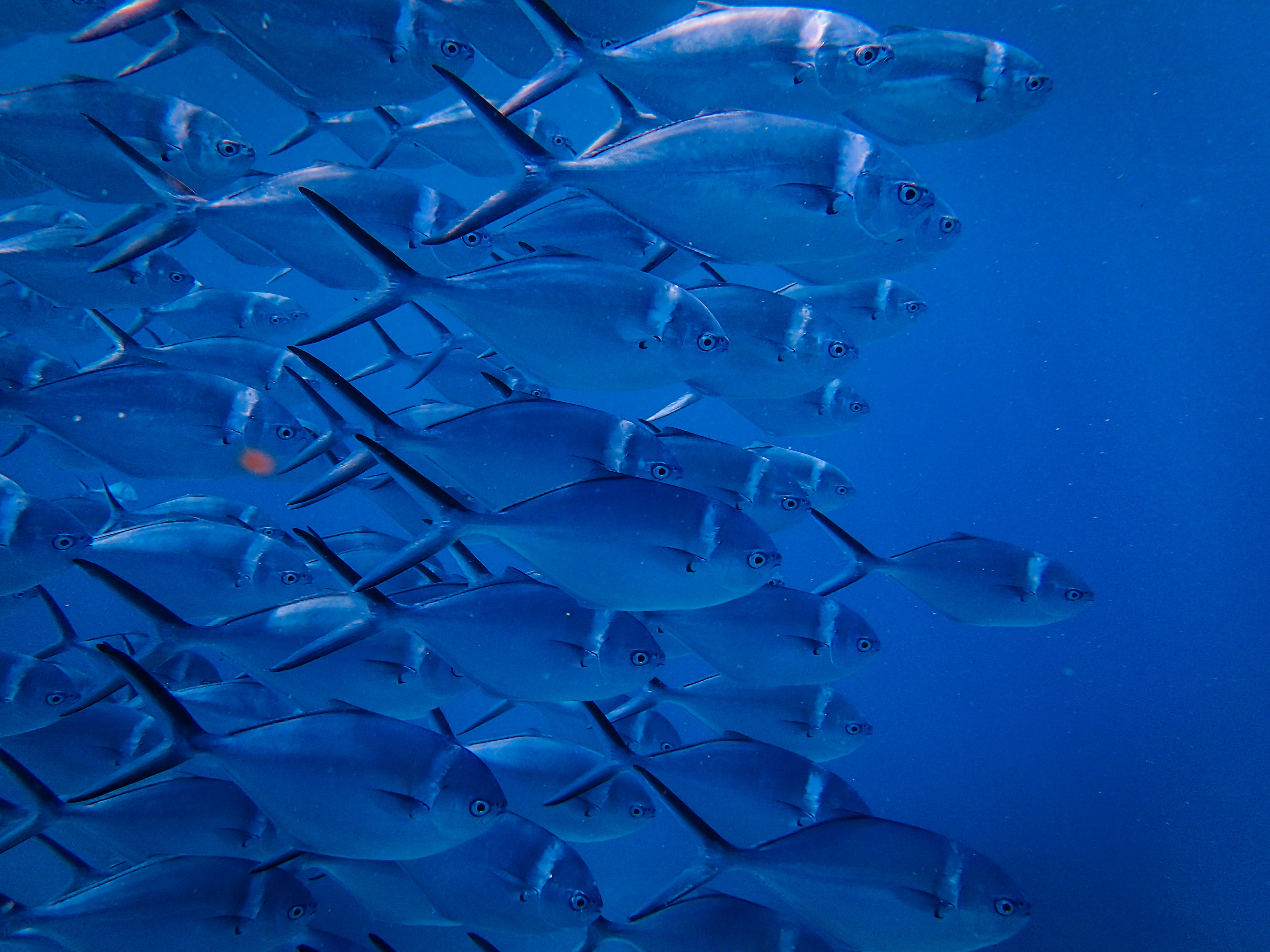 vertebrate, motion, amphiprion, no people, scuba diving, surgeonfish, large group of animals, marine, school of fish, swimming, indoors, animal, ocean, HD Wallpaper
