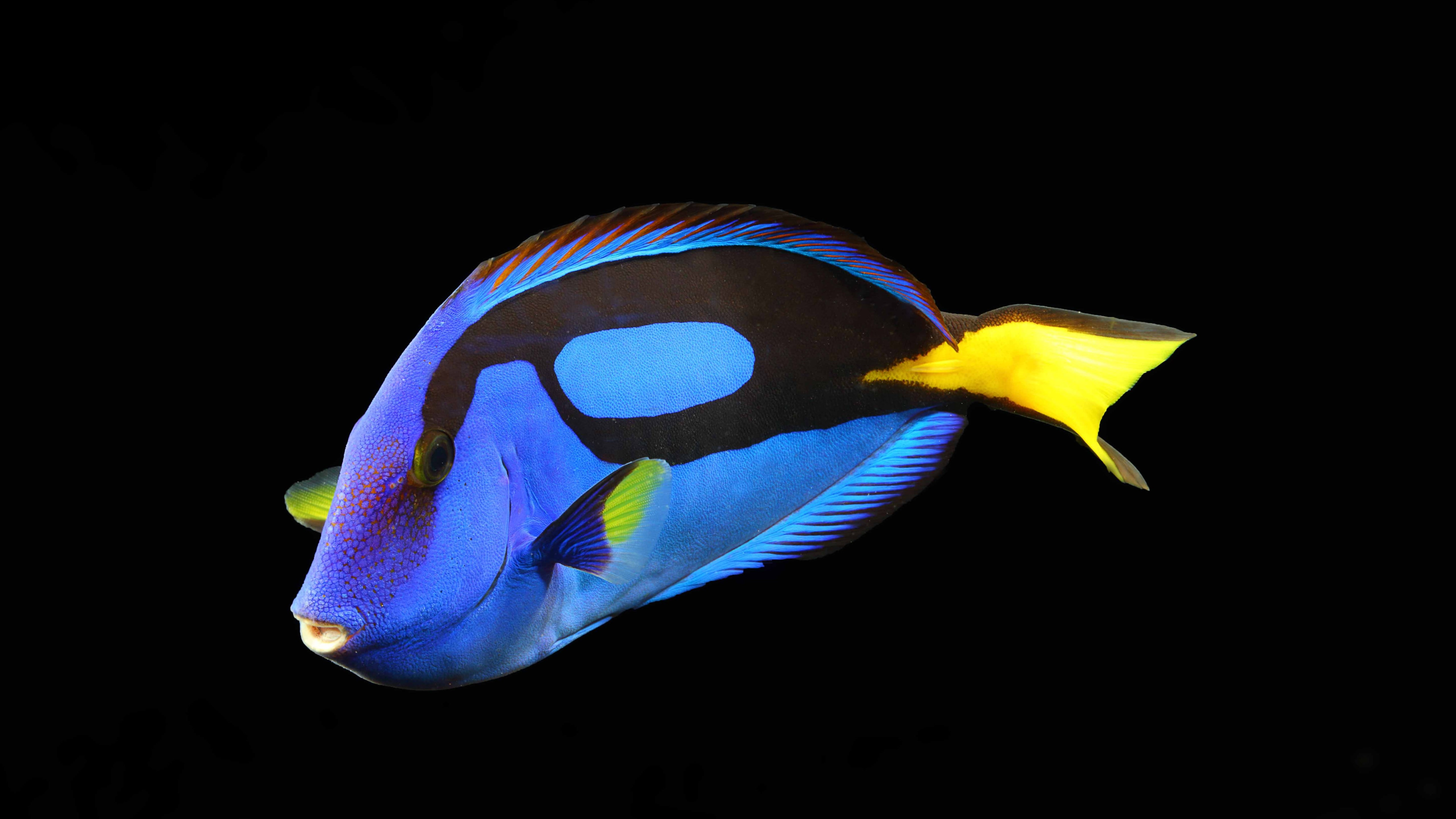 yellow, reef animals, 5K, water, blue, Surgeonfish, black background, fish, aquarium, HD Wallpaper