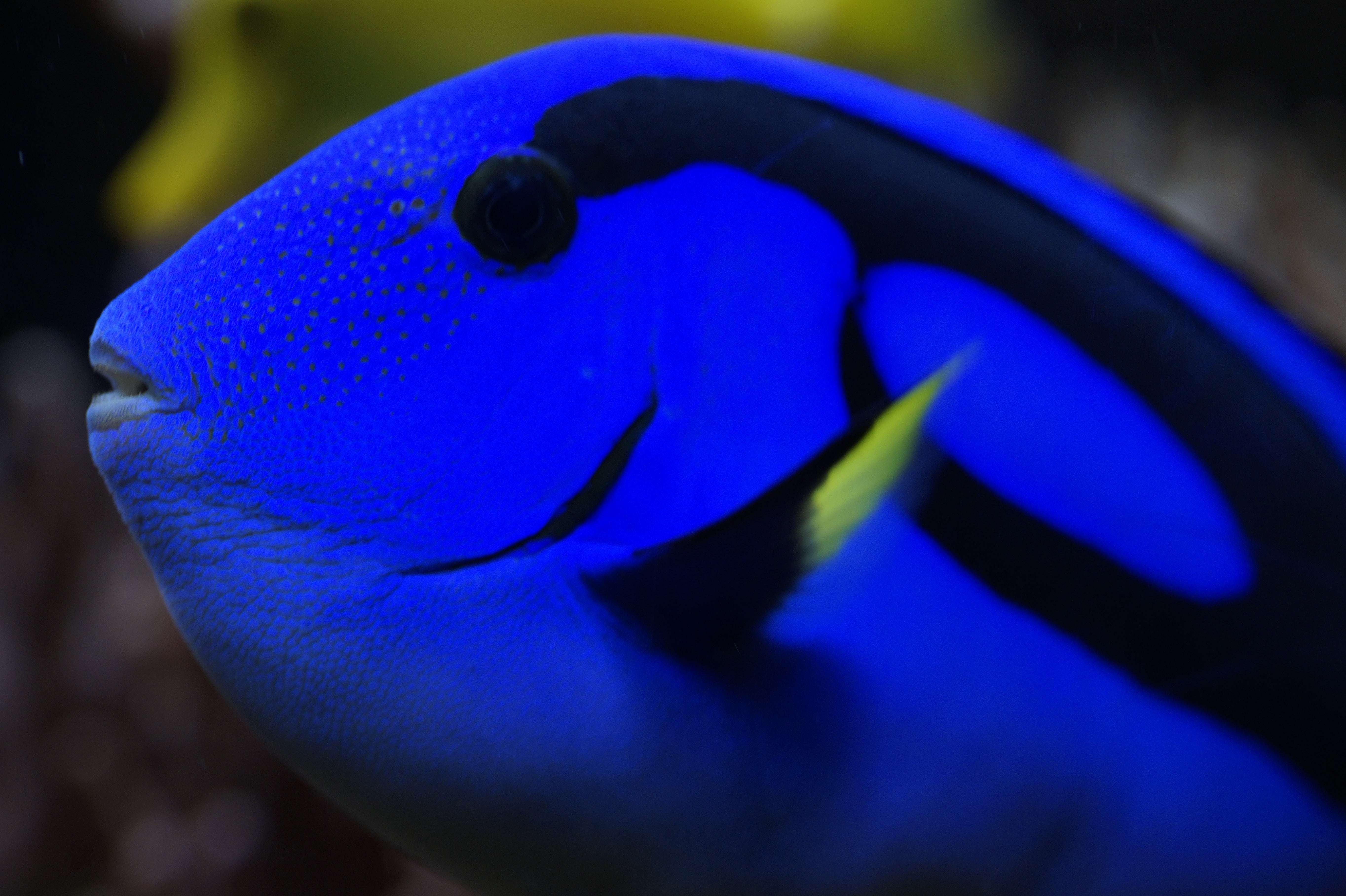 animal wildlife, nature, fish, sea, sea life, marine, animal, hawaii doctor fish, blue, head, aquarium, undersea, animal themes, water, focus on foreground, HD Wallpaper