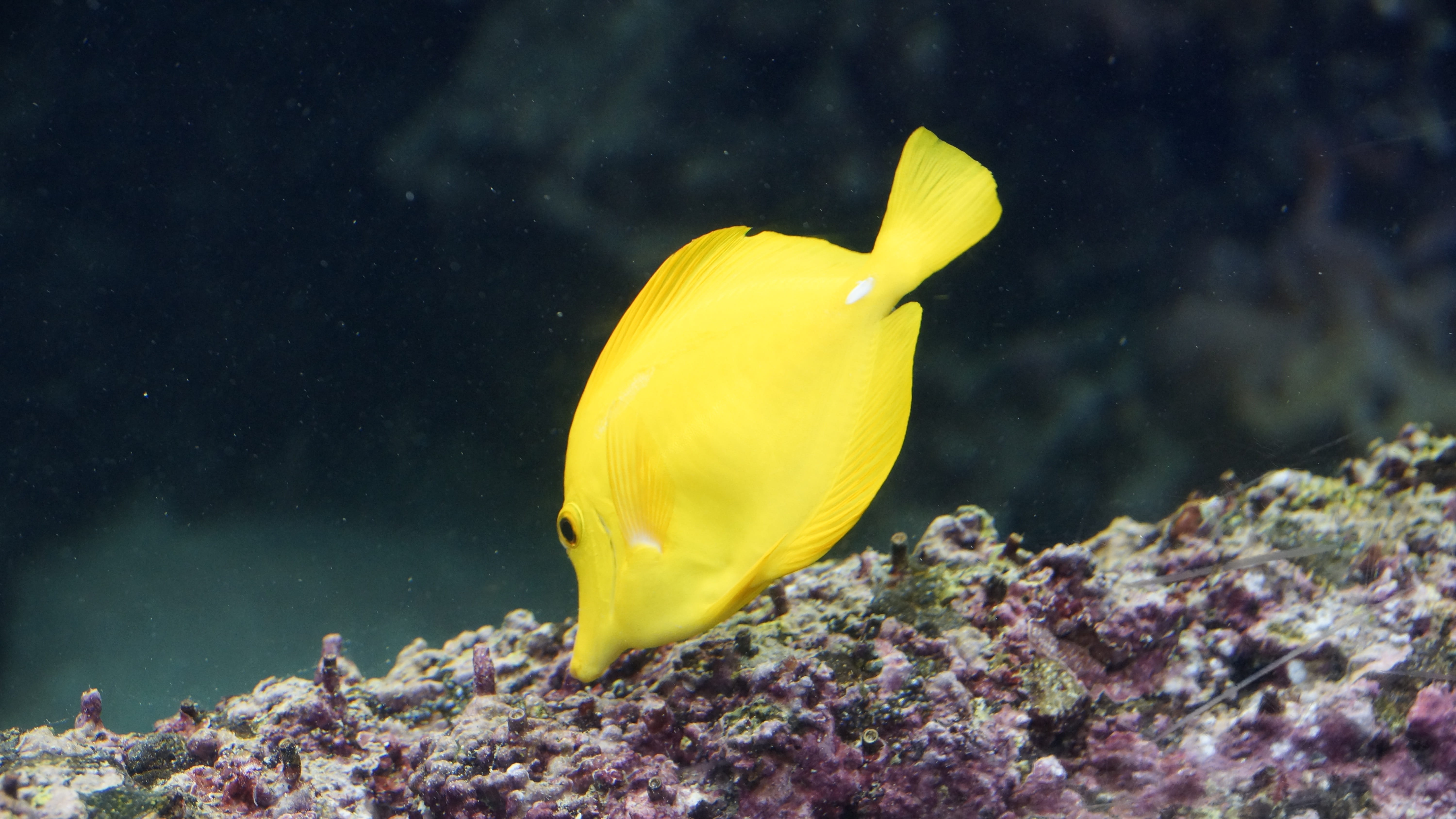 undersea, one animal, nature, tropical fish, no people, animals in the wild, sea, Surgeonfish, underwater, reef, tropical, water, coral, yellow, sea life, HD Wallpaper