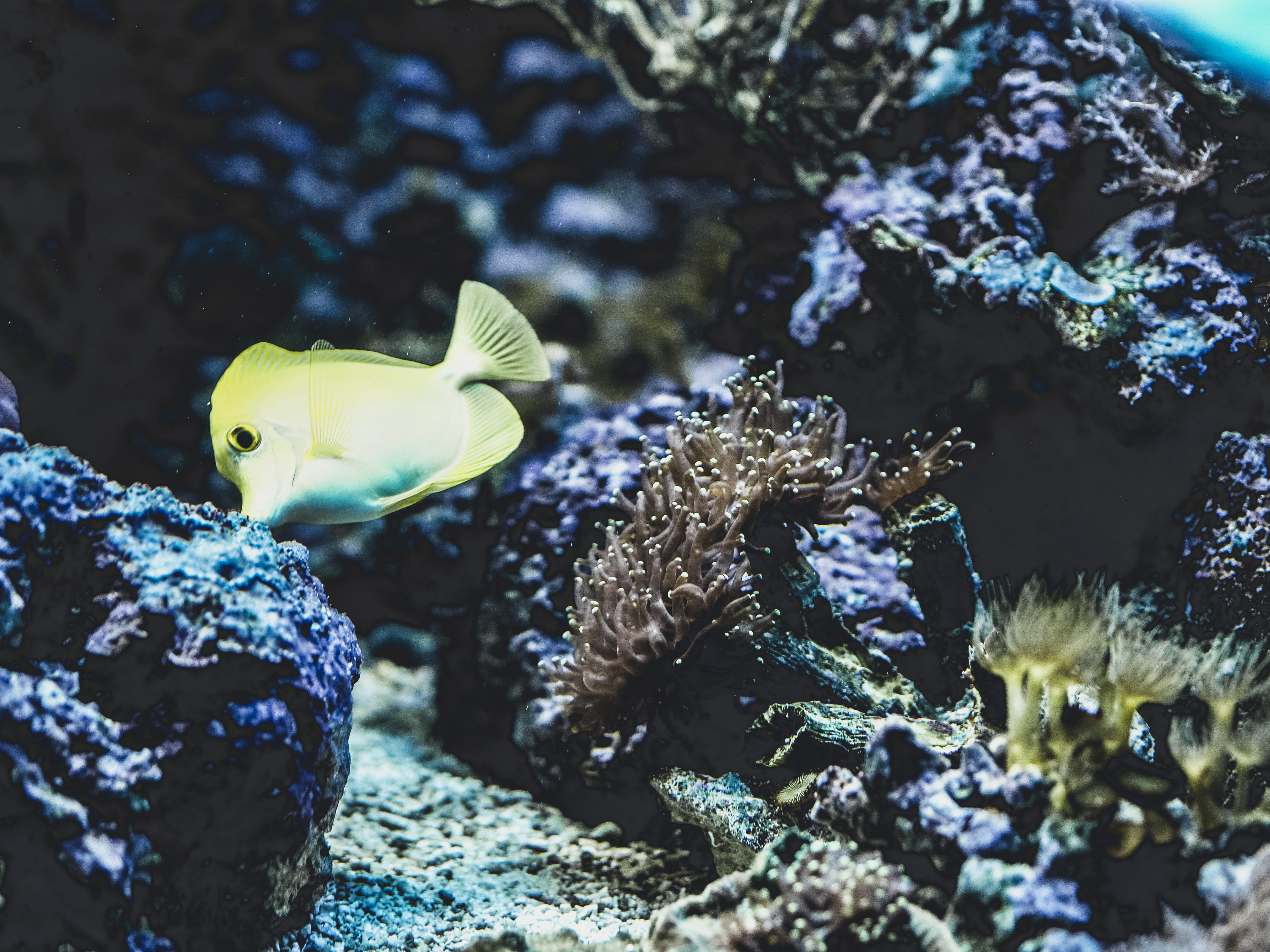 nature, invertebrate, ocean, undersea, 4K, amphiprion, tank, focus, selective, angelfish, surgeonfish, one animal, sponge animal, vertebrate, marine, animals in captivity, HD Wallpaper