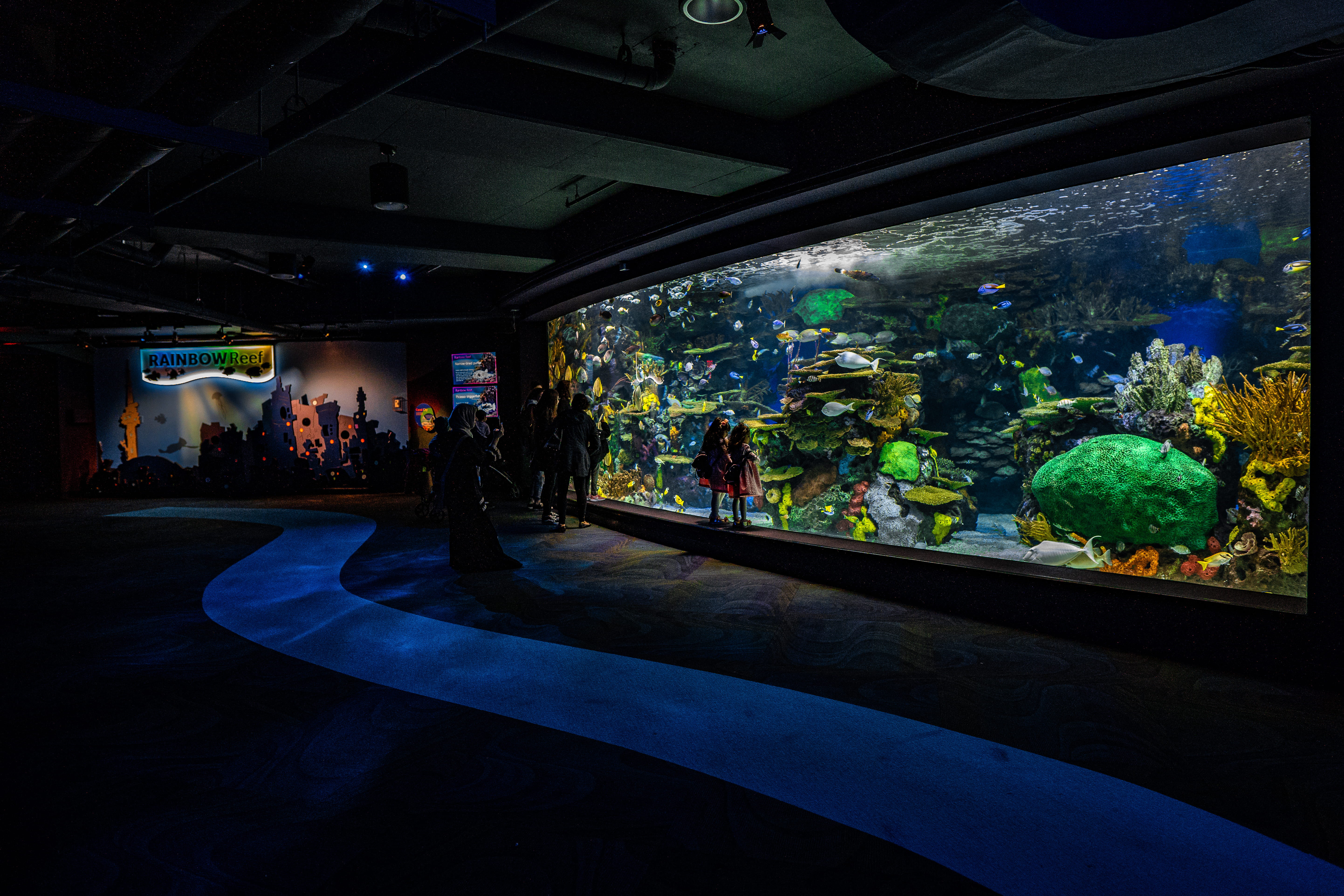 illuminated, sea life, plant, person, built structure, men, apparel, human, outdoors, lifestyles, inside, aquarium, ceiling, architecture, real people, HD Wallpaper