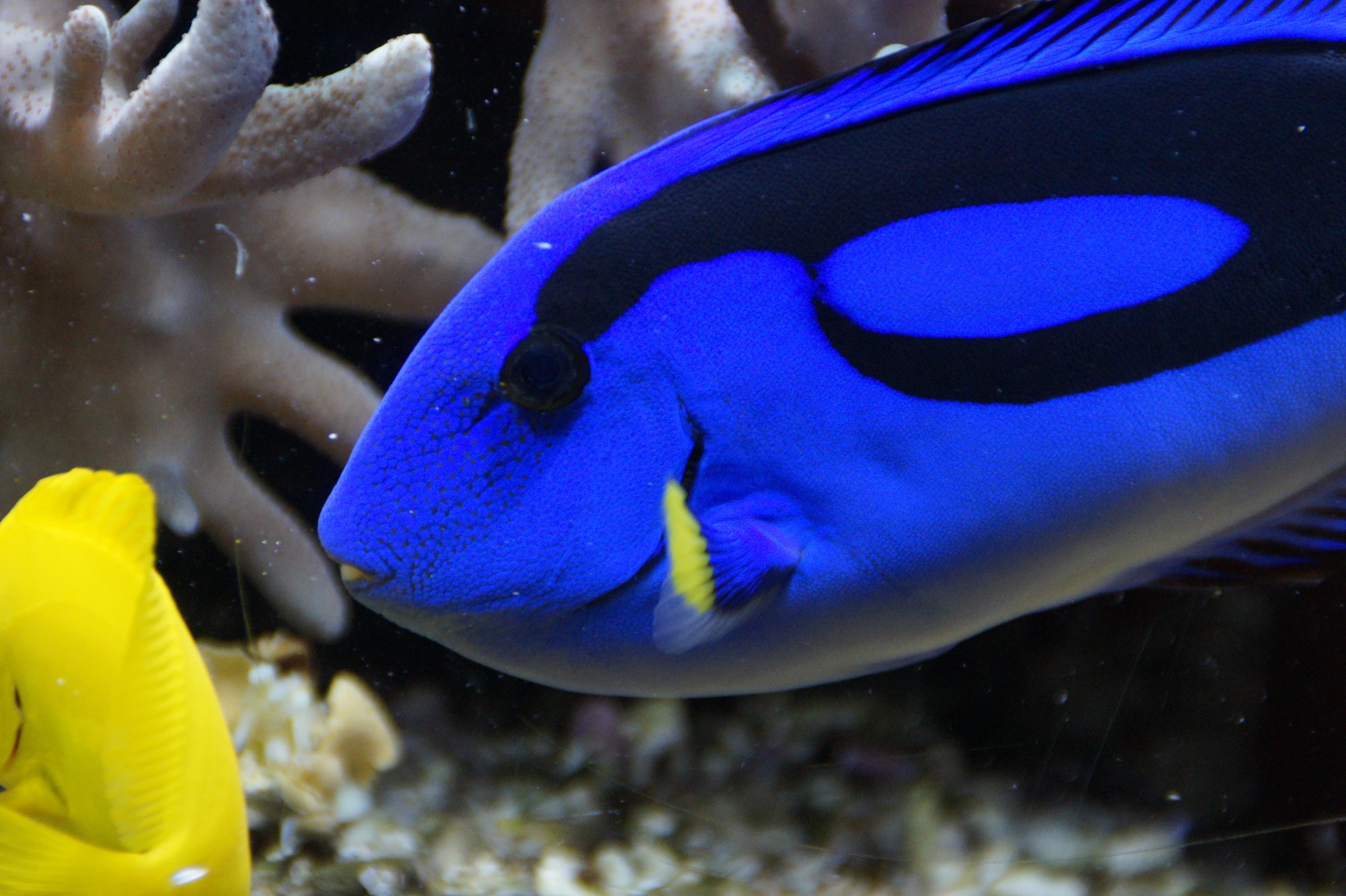 animals in captivity, nature, outdoors, close, surgeonfish, undersea, animals in the wild, tank, swimming, swim, marine, animal, no people, 5K, water, HD Wallpaper
