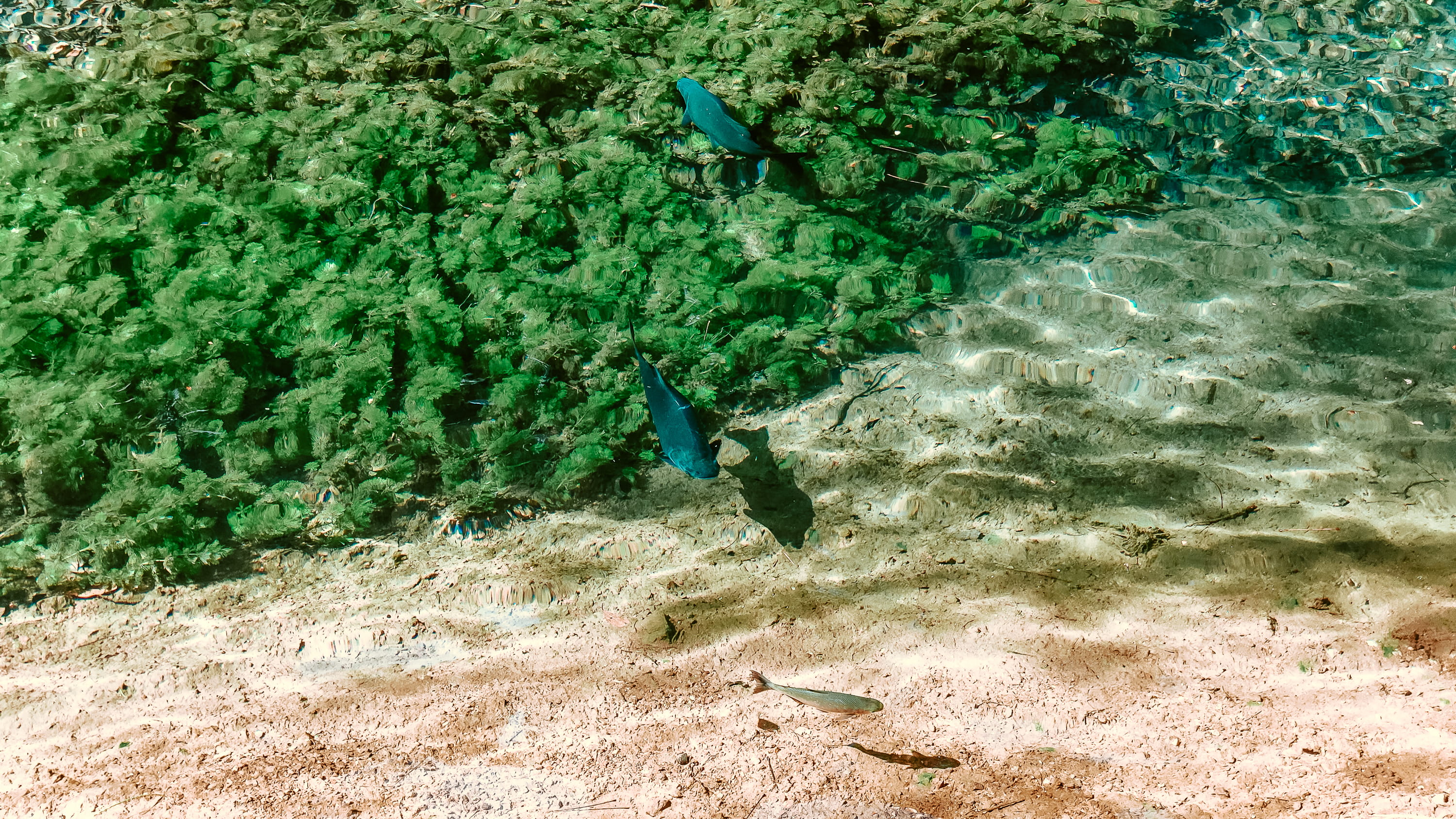 unnamed road, beach, vehicle, animal themes, animal wildlife, bird, coral reef, water, land, high angle view, reef, outdoors, aquatic, nature, manta ray, HD Wallpaper