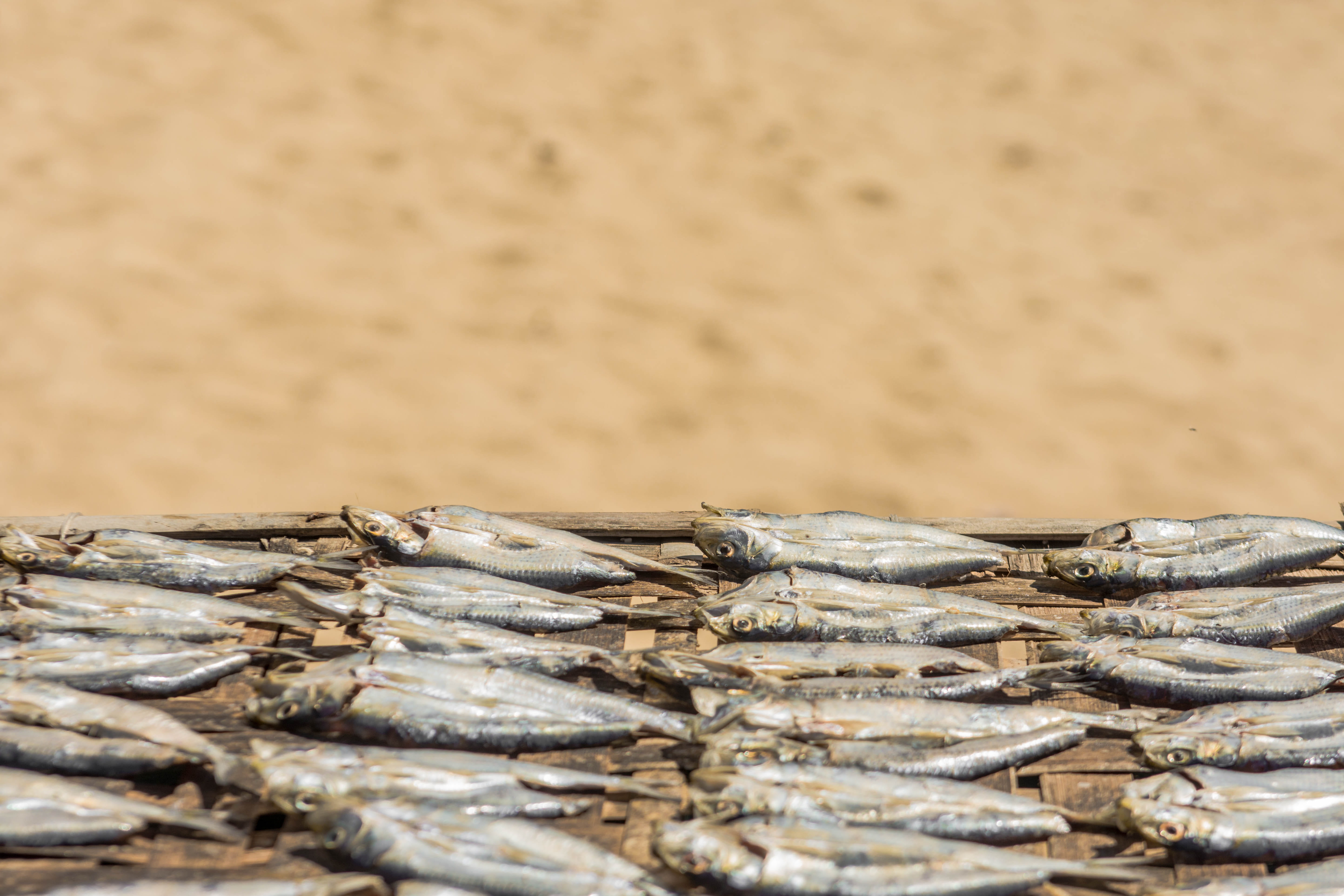 seafood, vertebrate, animal themes, animal, food, tuna, close-up, fishing, coho, abundance, raw, fishing industry, group of animals, day, large group of objects, HD Wallpaper