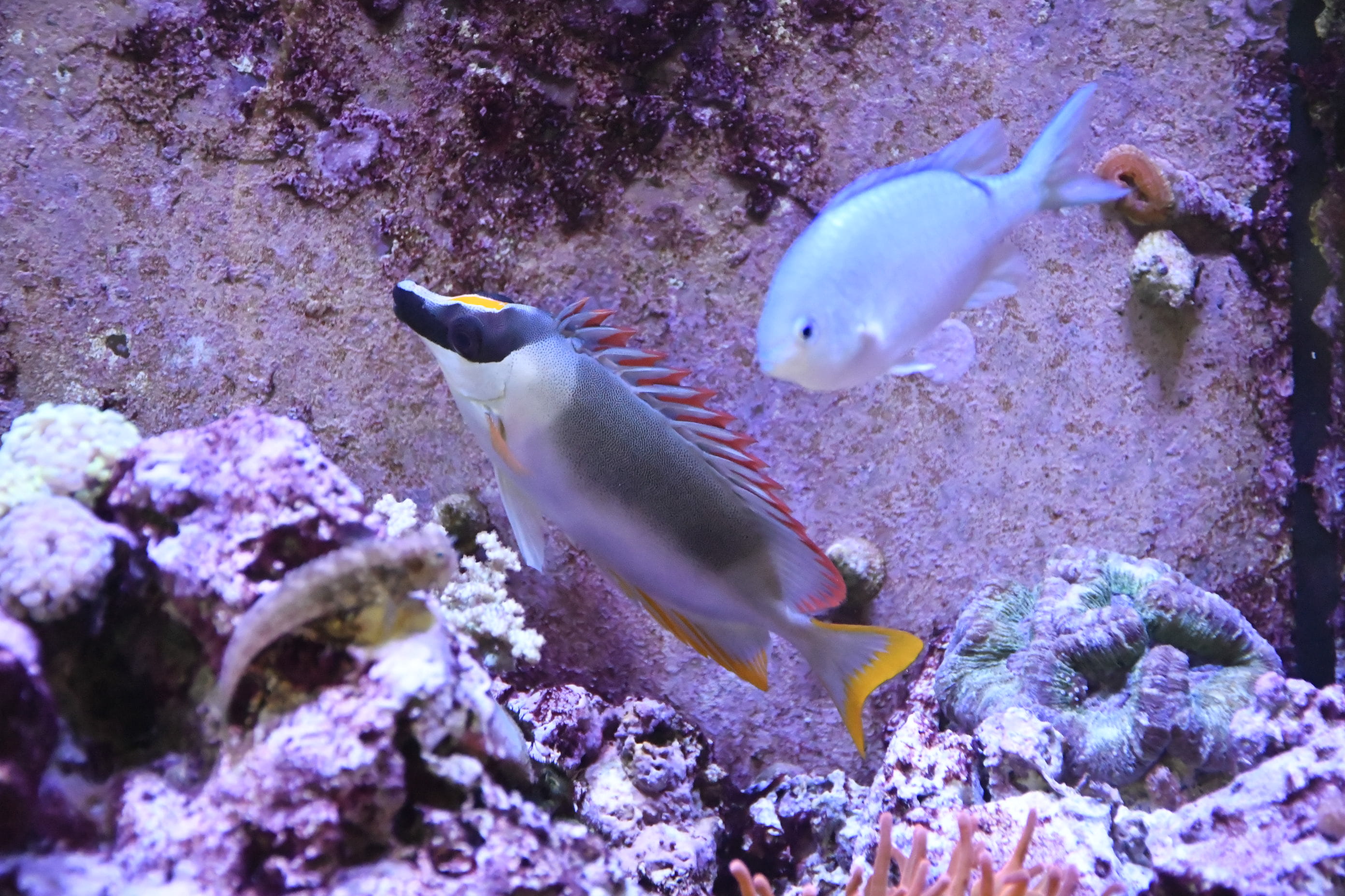 tank, sea, no people, vertebrate, animal, 2K, animal themes, water, amphiprion, fish, sea life, underwater, plant, coral reef, rock beauty, animals in the wild, HD Wallpaper