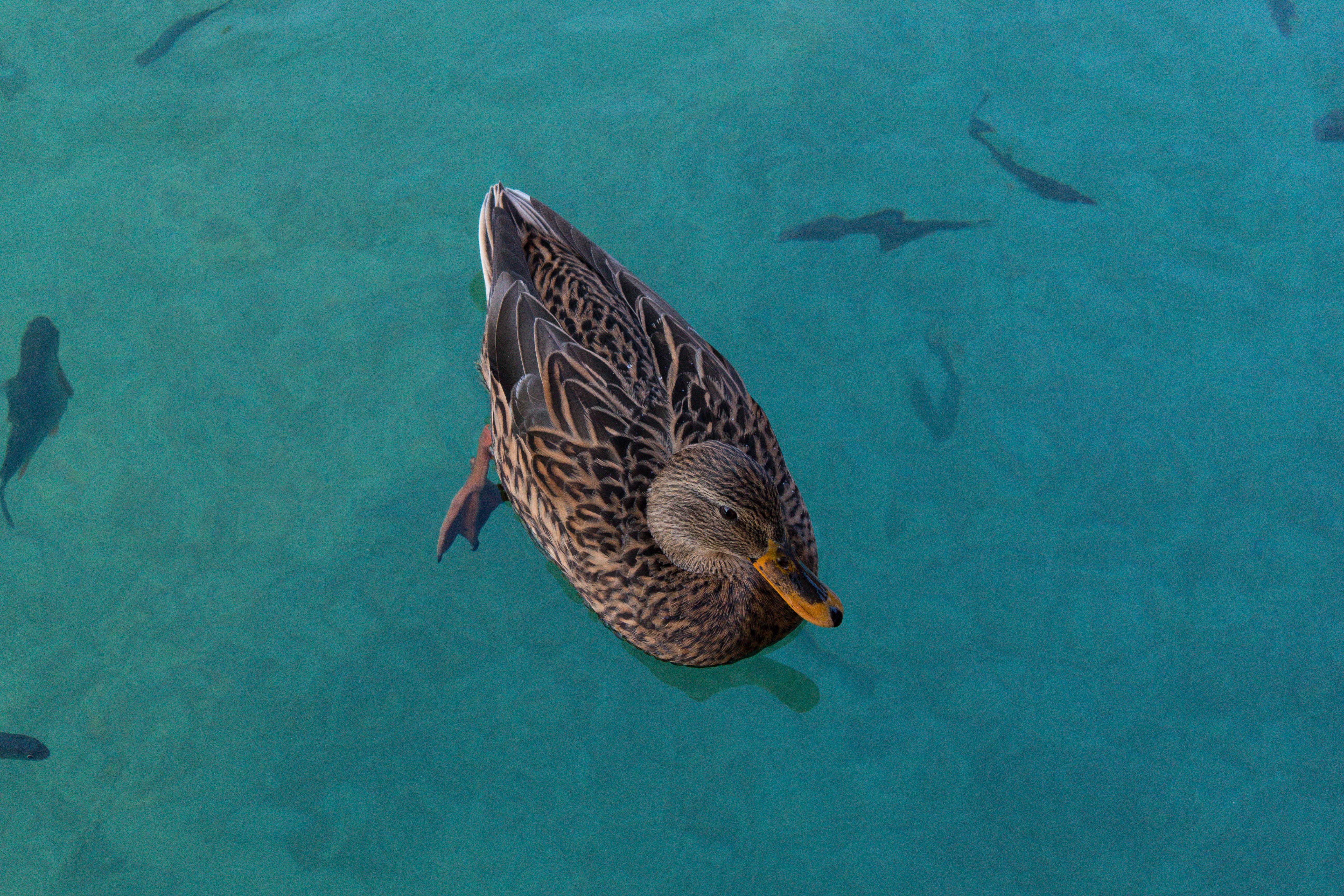 no people, turquoise colored, bird, body, fish, waterfowl, one animal, water, vertebrate, outdoors, animal, nature, swan, sea life, 5K, duck, brown, underwater, HD Wallpaper