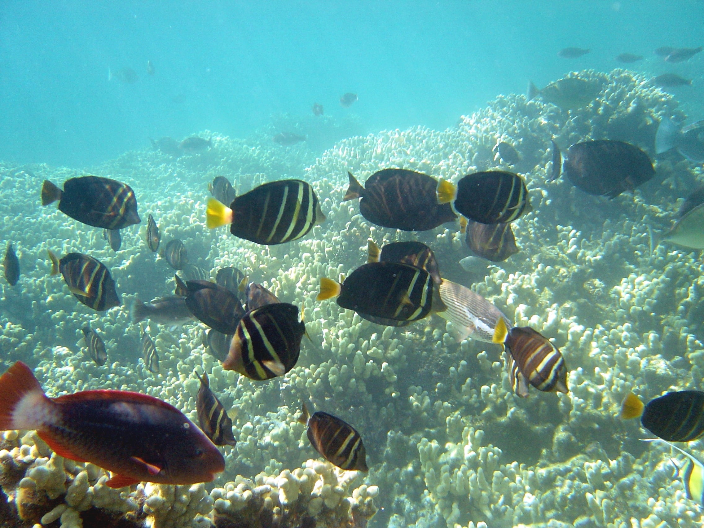 undersea, sea life, vertebrate, reef, nature, ecosystem, swimming, fish, tropical, sea, animal, group of animals, invertebrate, animal themes, tang surgeonfish, HD Wallpaper